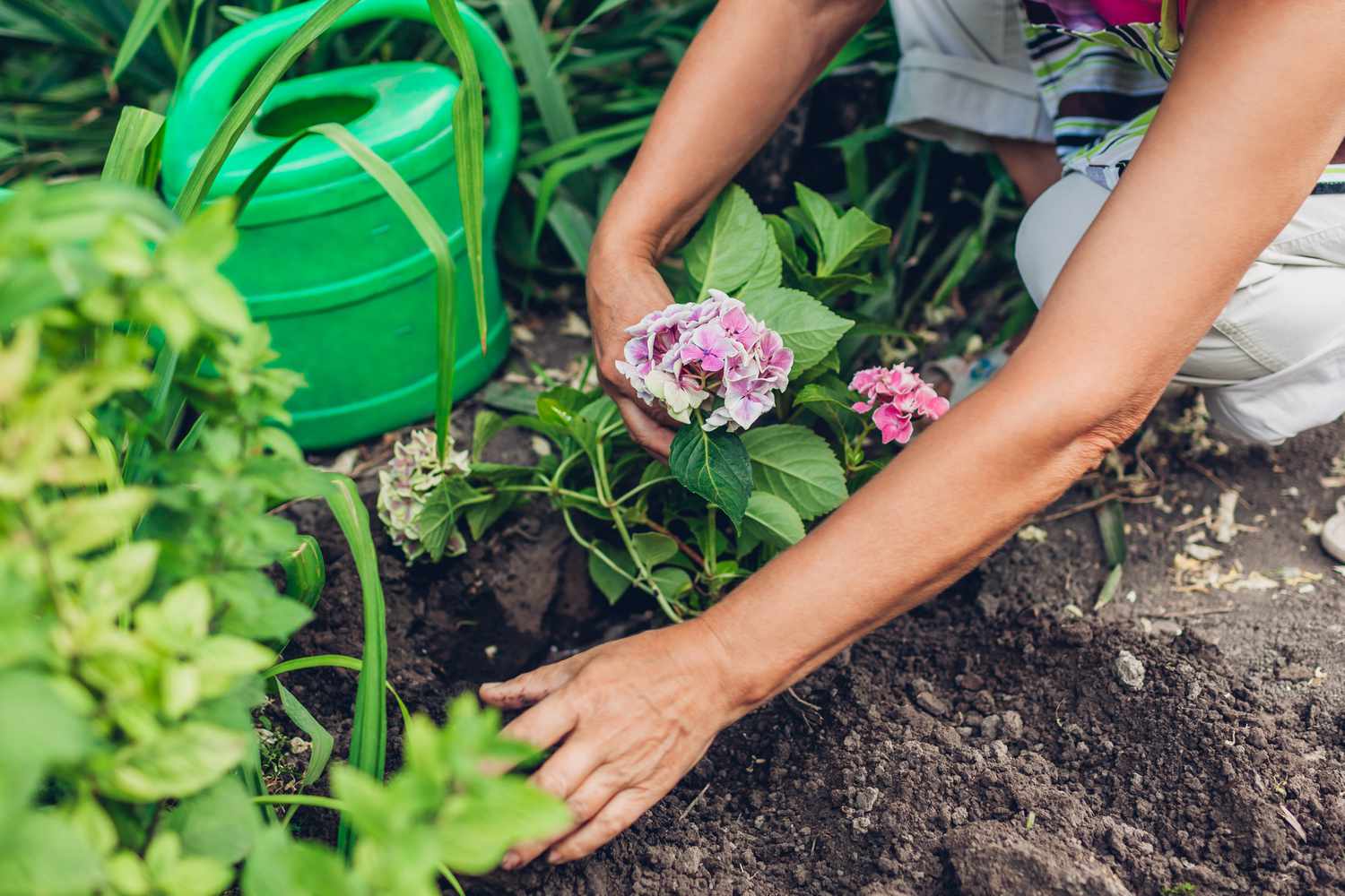 Hands planting a small rooted hydrangea start into a garden bed with compost and mulch nearby, soft natural light, photorealistic
