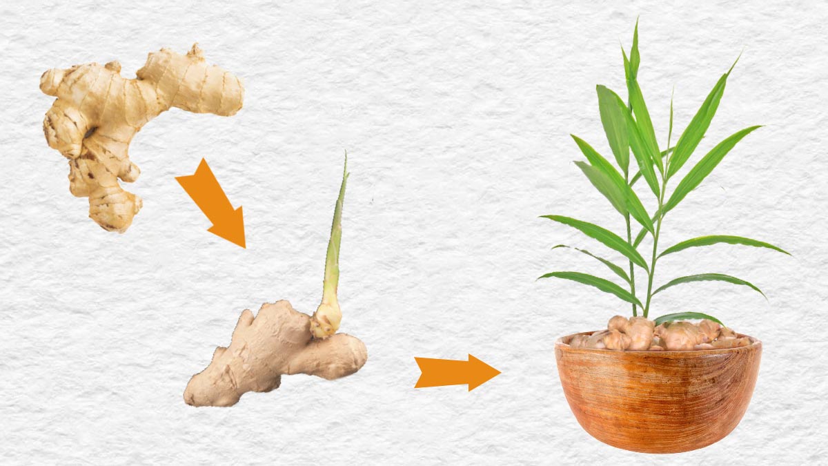 Hands planting a sprouted ginger rhizome piece eyes up in a wide pot filled with dark potting soil, indoor gardening photo