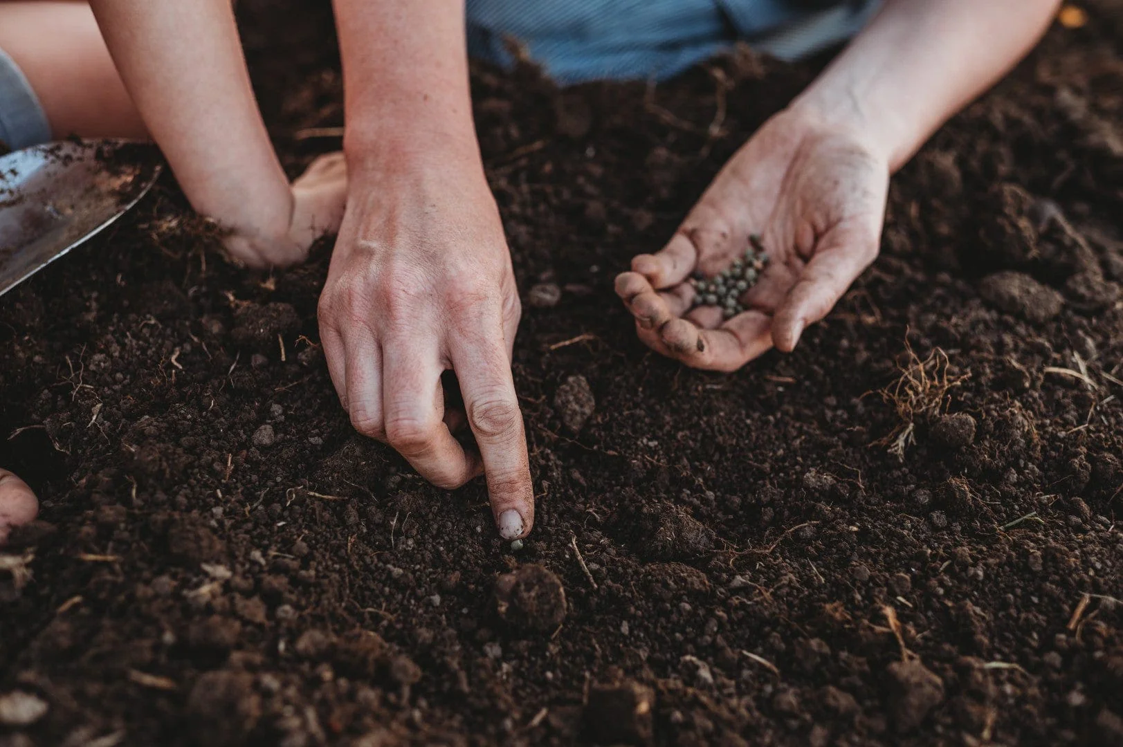 Hands planting okra seeds into dark, compost-rich soil in a backyard garden bed, real photograph style