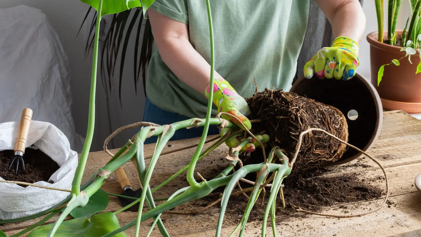 Hands repotting a Monstera deliciosa on a wooden table, roots visible as the plant is lifted from a nursery pot, fresh chunky soil nearby, natural window light, photorealistic indoor gardening photo