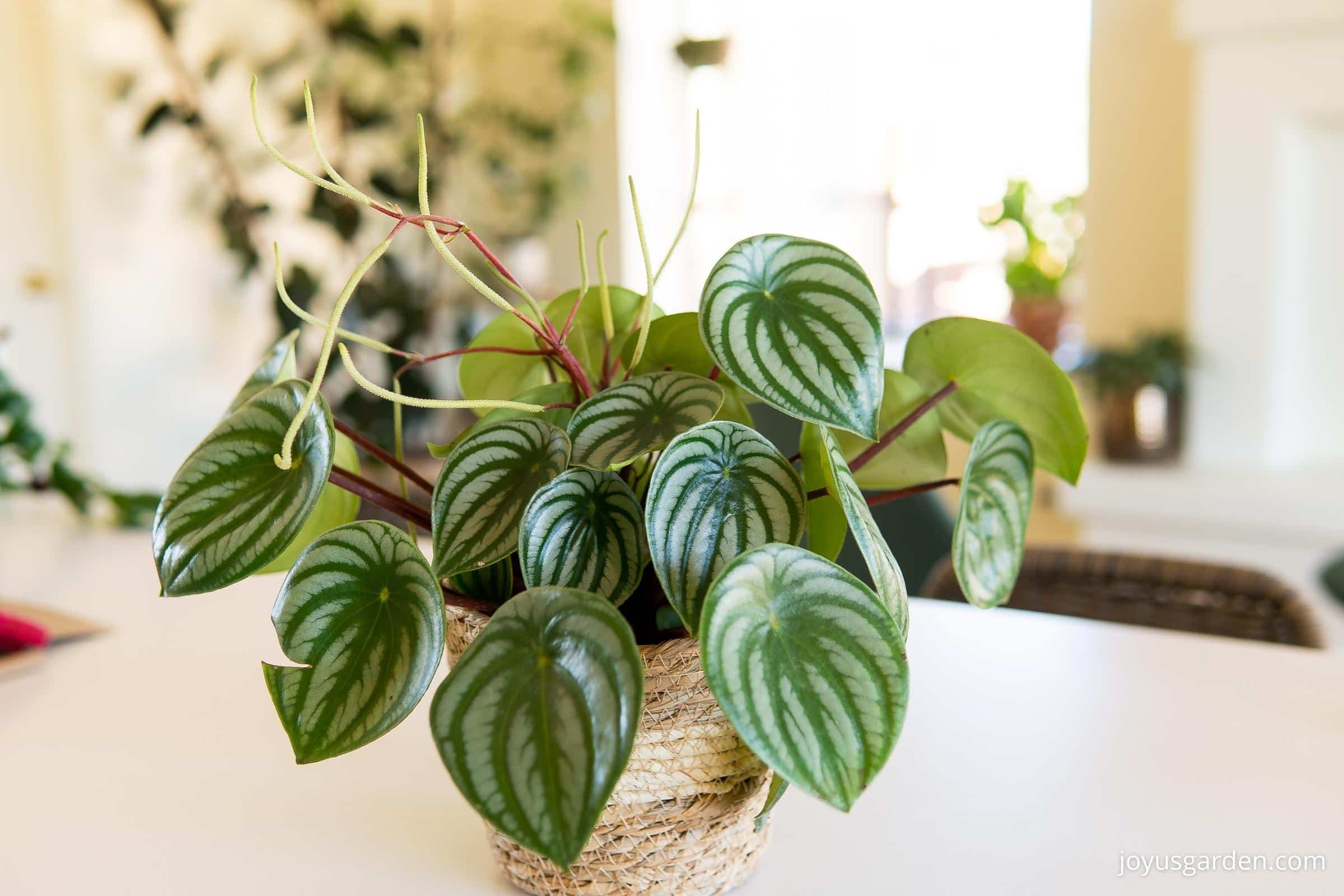 Hands repotting a Watermelon Peperomia into a small pot with a chunky soil mix containing bark and perlite, roots visible and healthy, real indoor photo