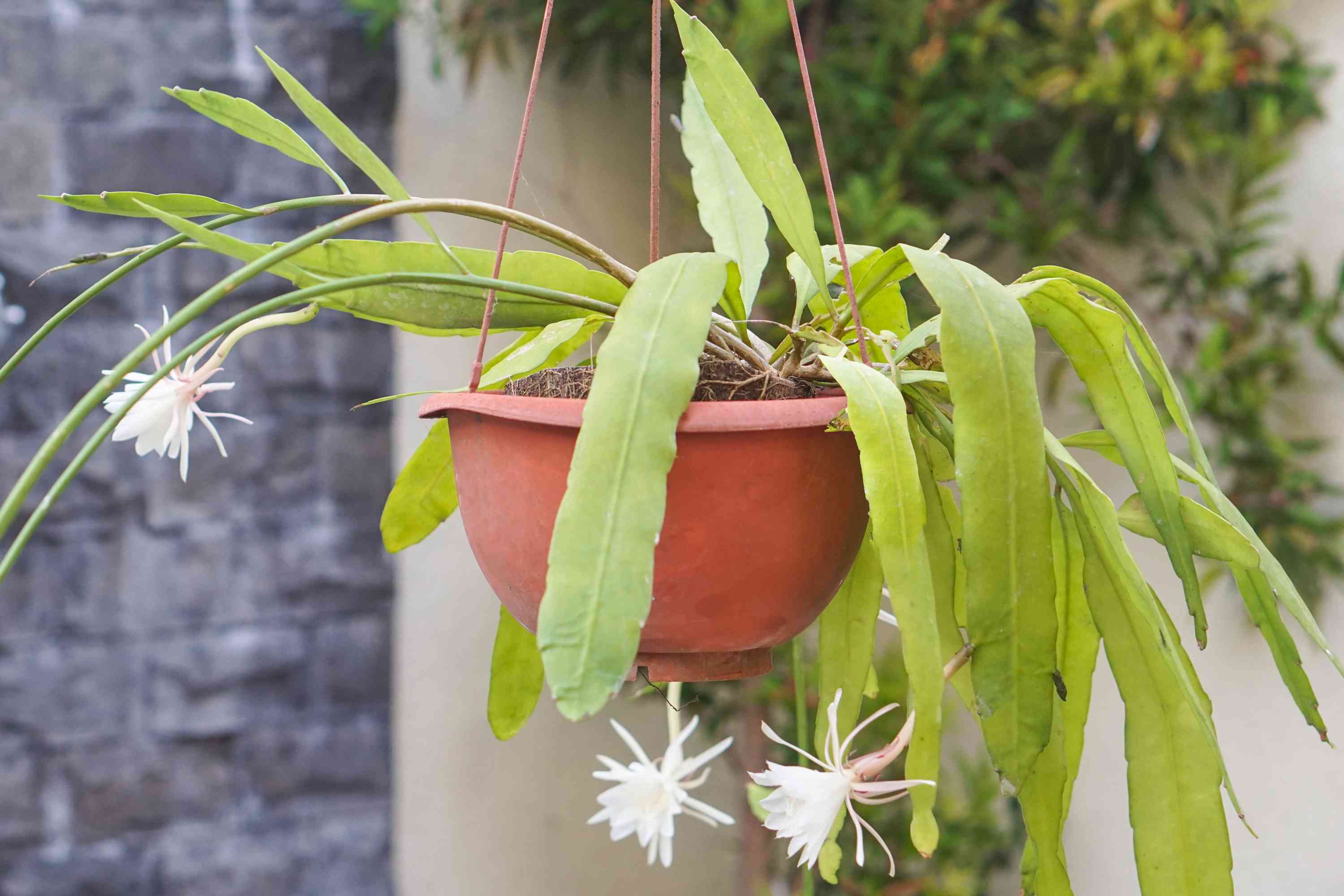 Hands repotting a fishbone cactus into a pot with a chunky mix containing orchid bark and perlite, with the zigzag stems resting gently over the rim