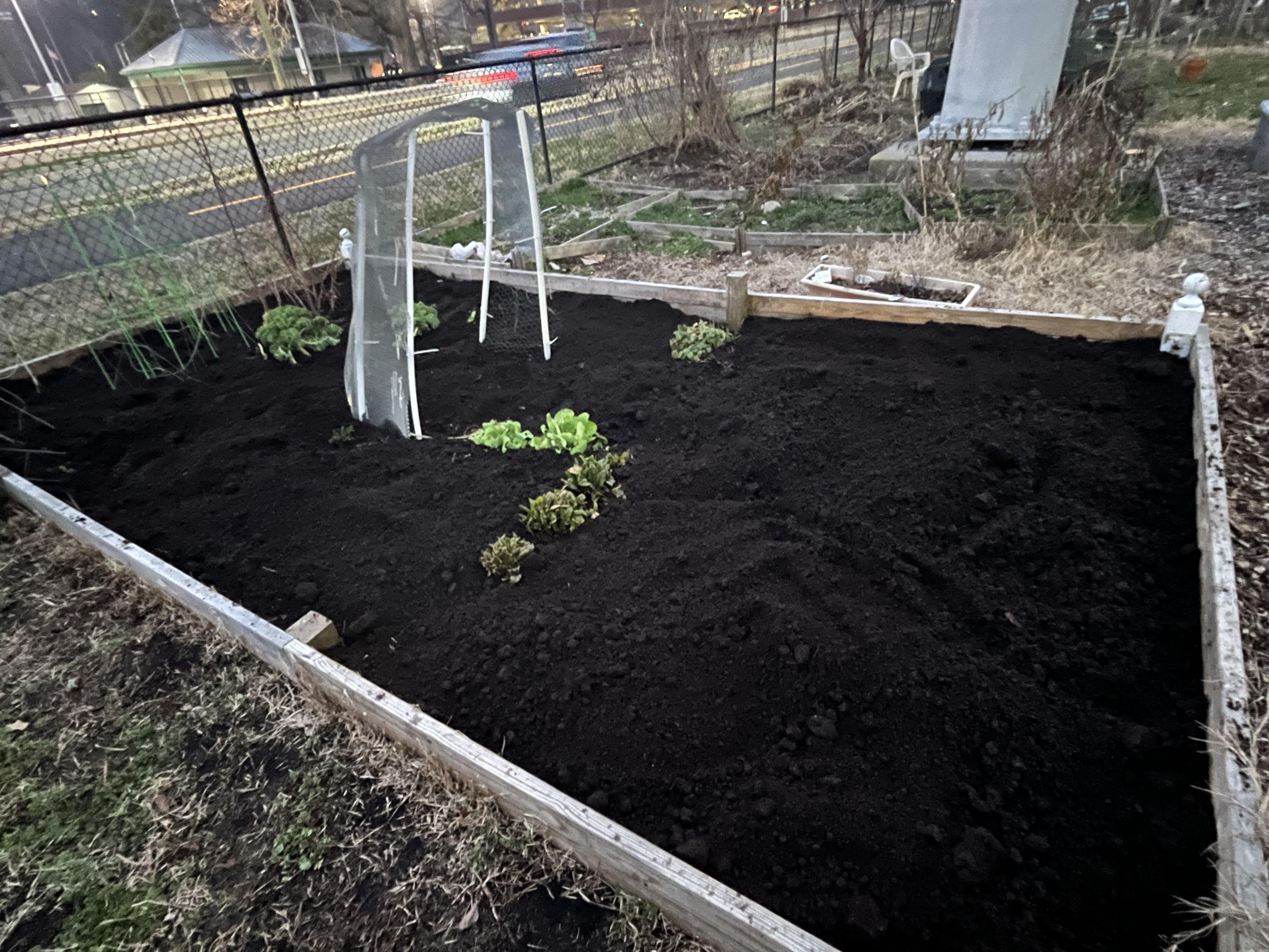 Hands sprinkling finished compost as a thin top dressing over a raised vegetable bed with seedlings