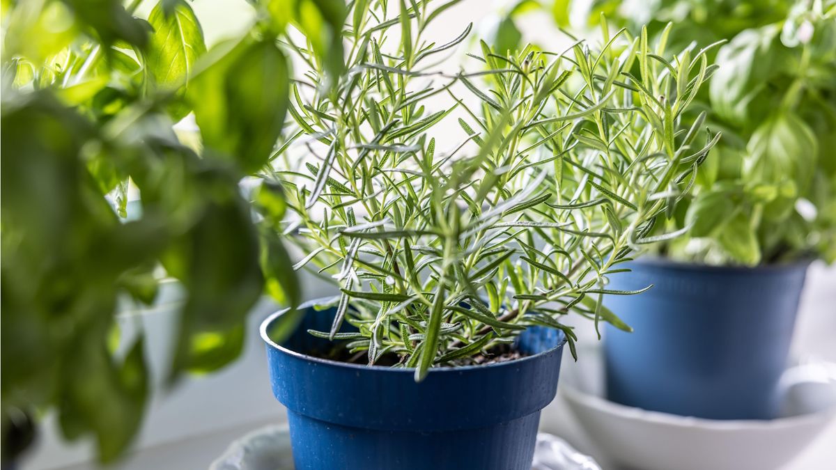 Hands transplanting a rosemary plant into a terracotta pot filled with gritty potting mix on a potting bench, realistic photo