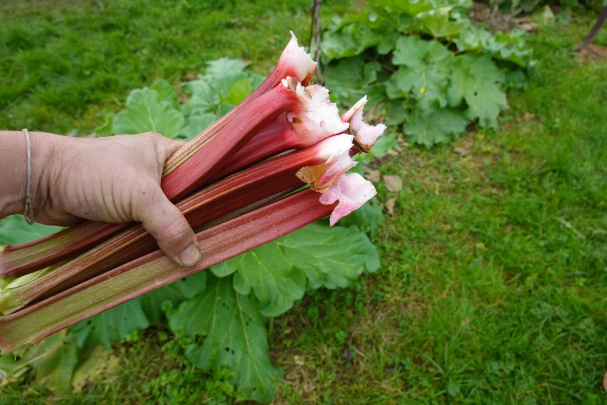 Hands twisting and pulling a ripe rhubarb stalk at the base of the plant, with green leaves overhead and dark soil below, realistic garden photo