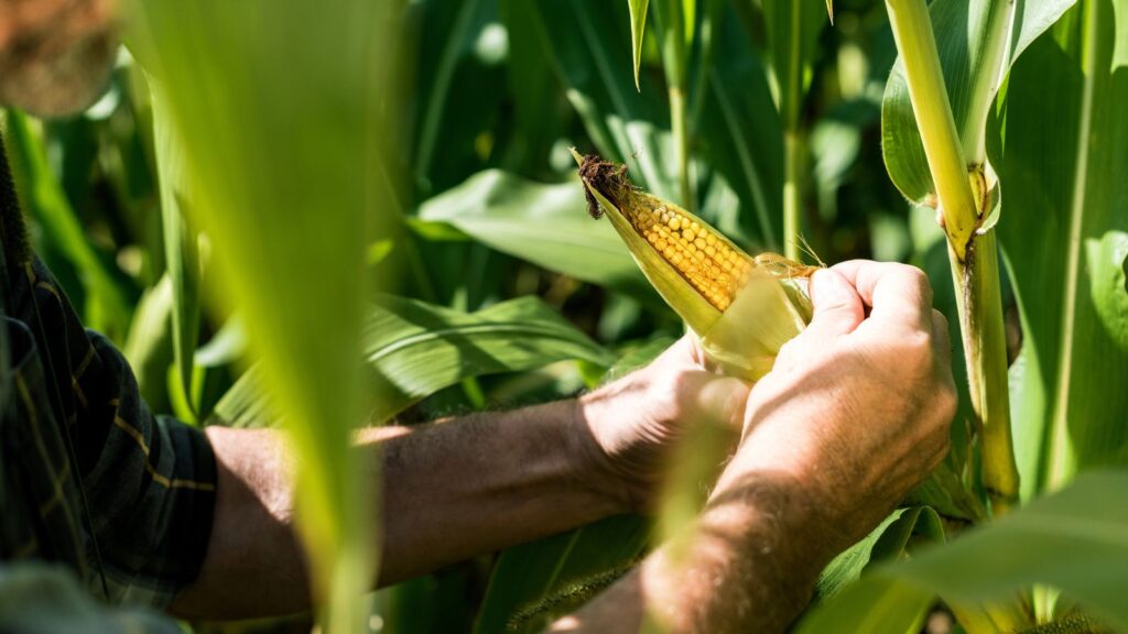 Hands twisting and pulling a ripe sweet corn ear downward from the stalk in a sunlit garden
