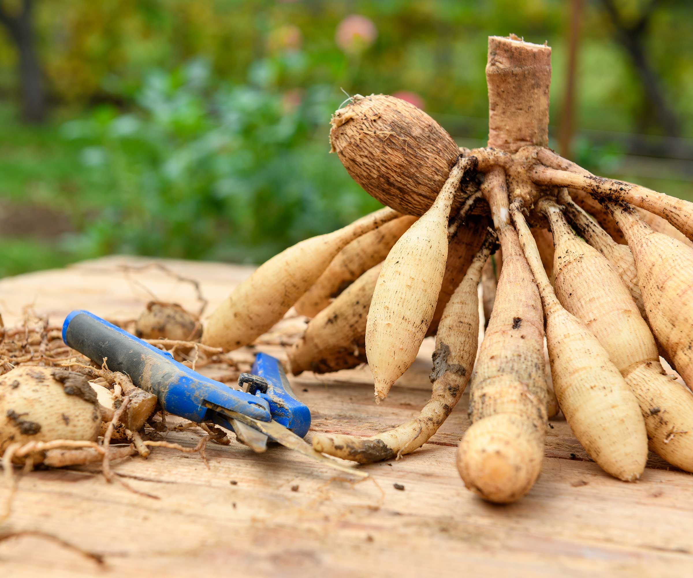 Hands using clean pruners to divide a dahlia tuber clump on a wooden potting bench, with visible eyes near the crown and trimmed stems