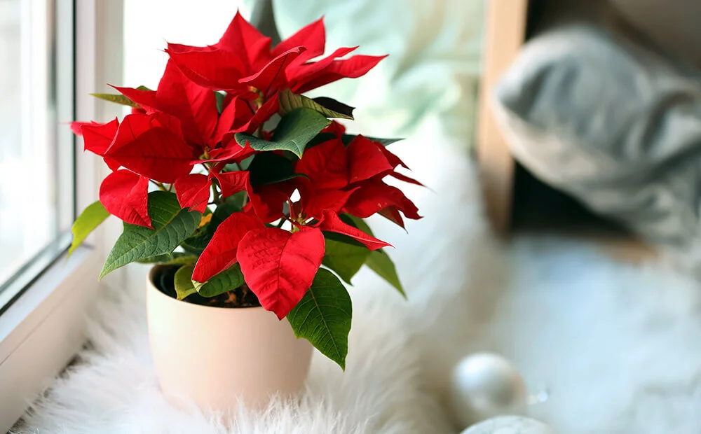 Hands using clean pruning shears to cut back leggy poinsettia stems over a kitchen counter with a protective mat, realistic close-up photo