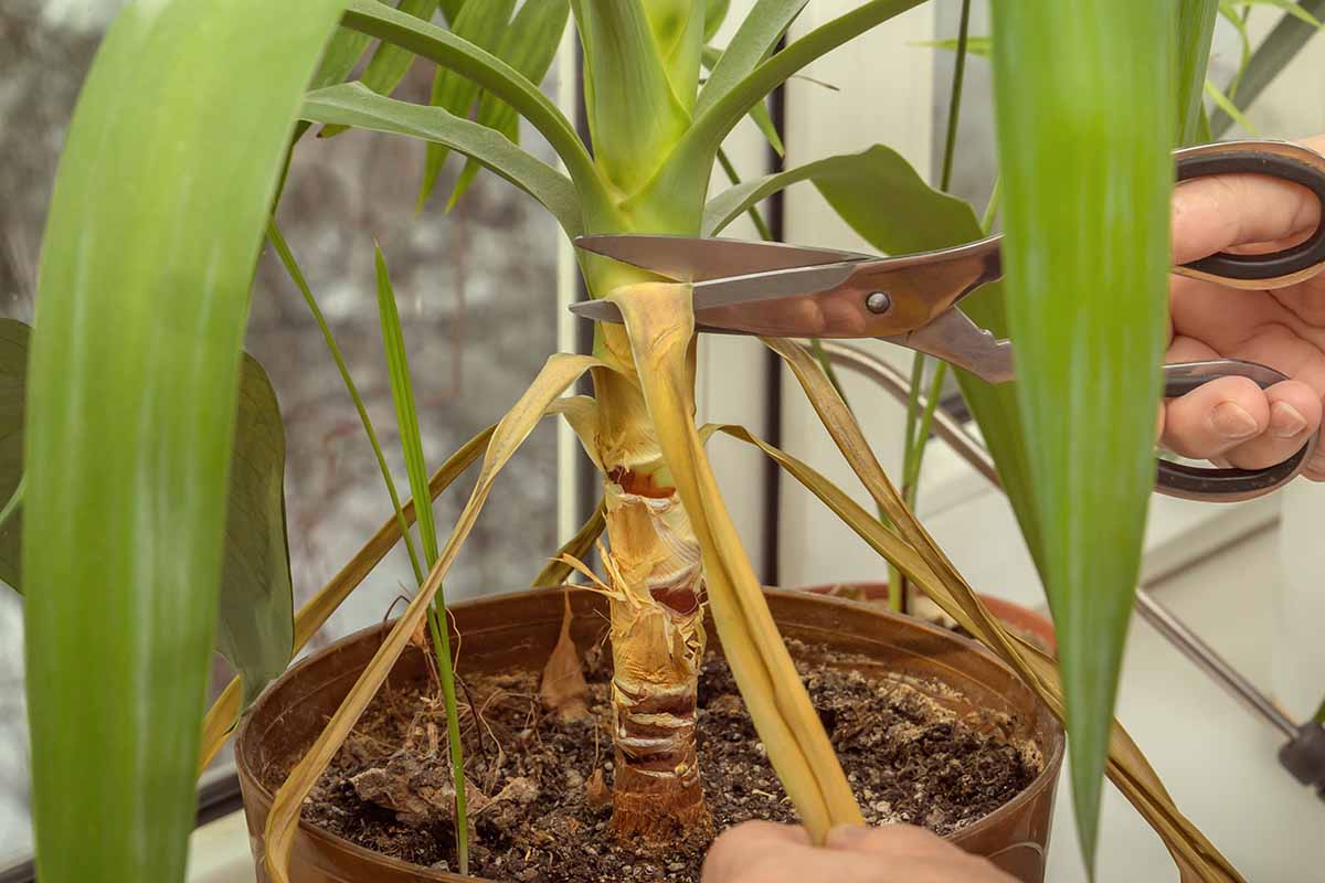 Hands using clean pruning shears to trim dried lower leaves from a yucca cane plant indoors, with the trunk and leaf bases clearly visible, photorealistic