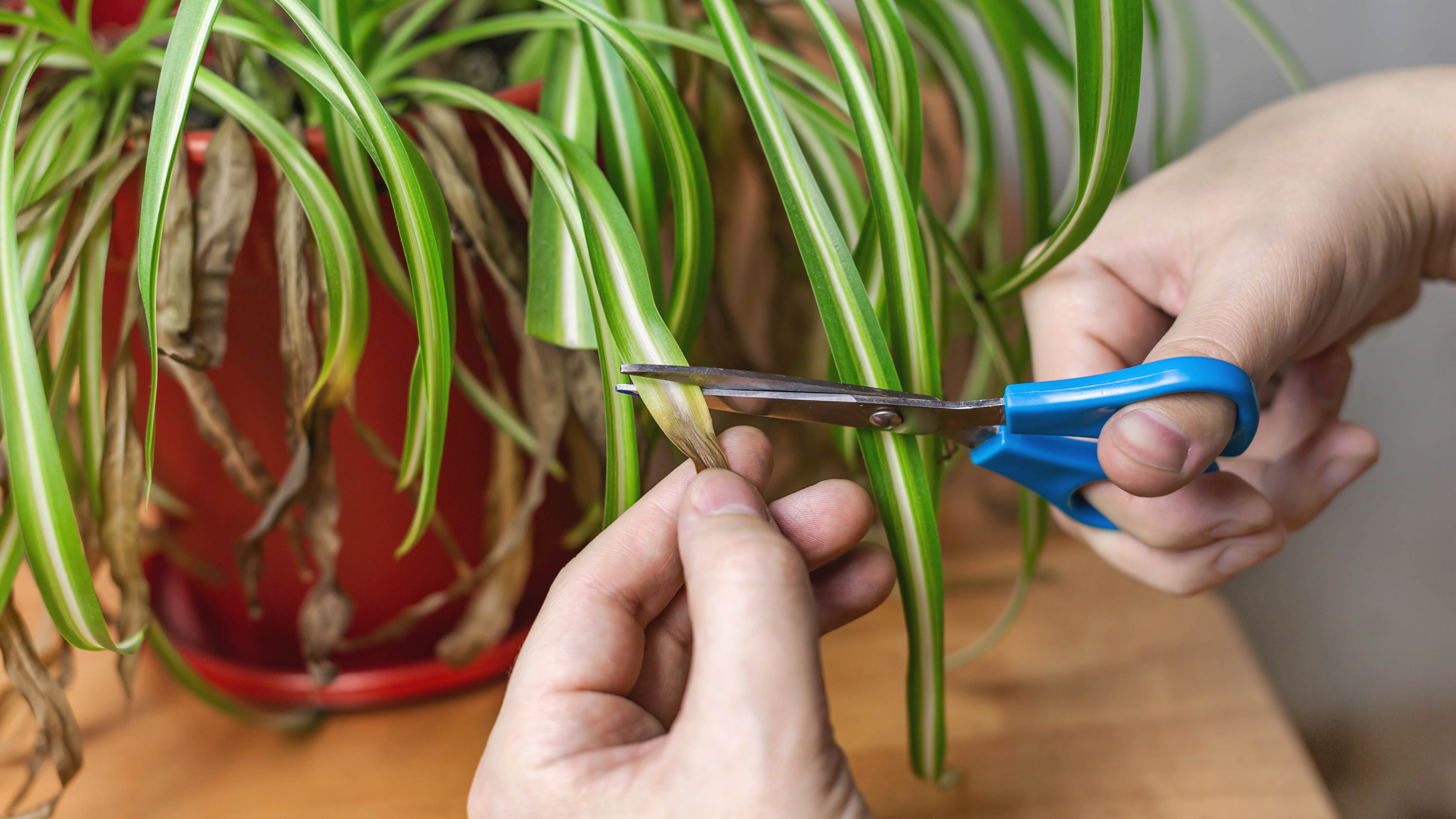 Hands using clean scissors to trim the brown tip from a spider plant leaf, close-up with the plant in a pot in soft daylight