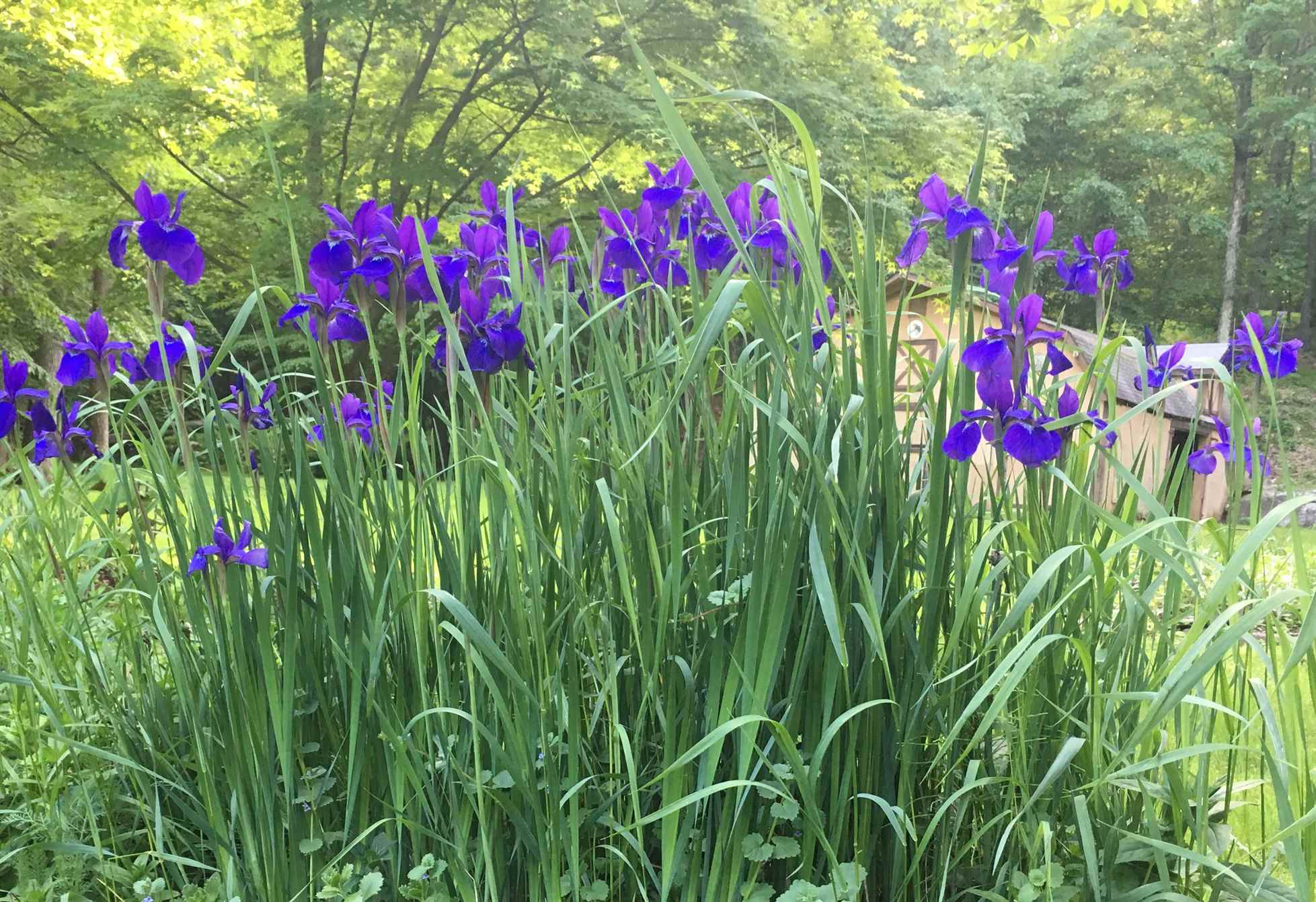 Healthy Siberian iris foliage with narrow upright leaves, fresh green color, and minimal browning tips
