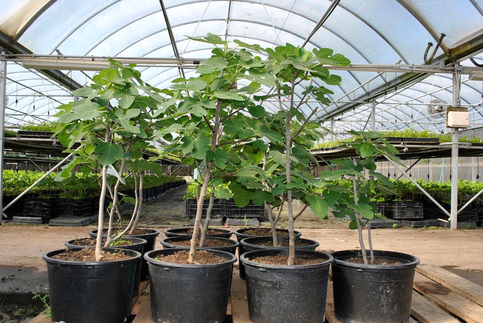 Featured image for Fig Trees in Containers