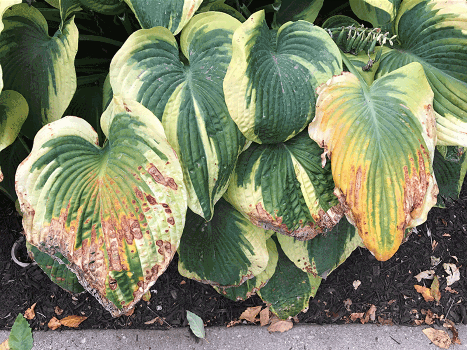 Hosta leaves showing brown crispy edges and scorched tips from sun and heat exposure