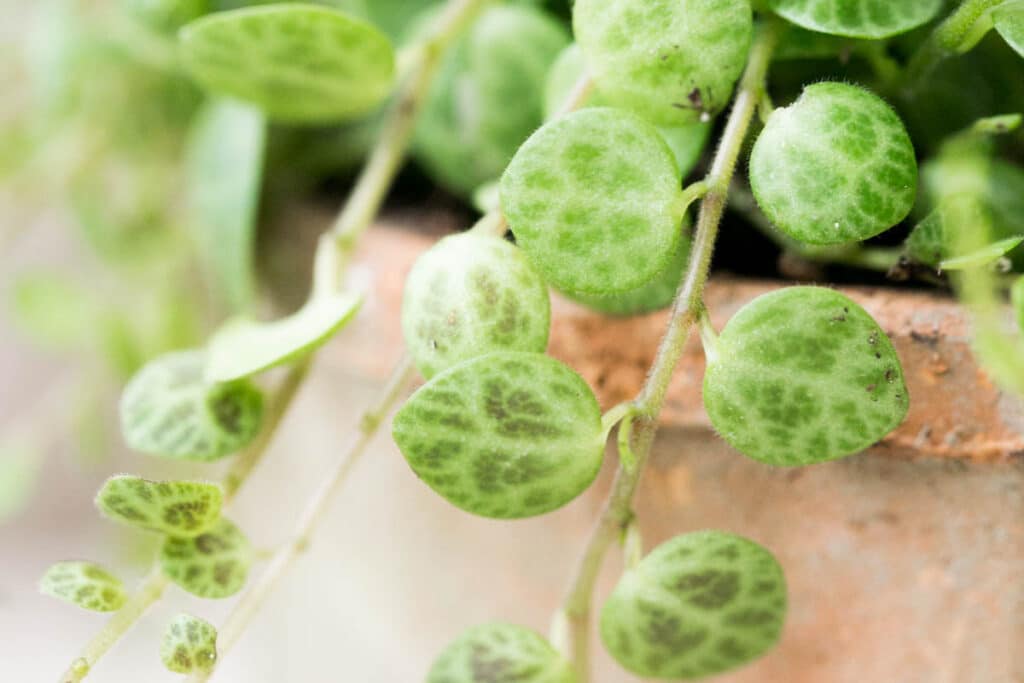 Macro photo of String of Turtles leaves with clear turtle-shell veining and a few trailing stems resting over the rim of a small clay pot, soft window light, shallow depth of field