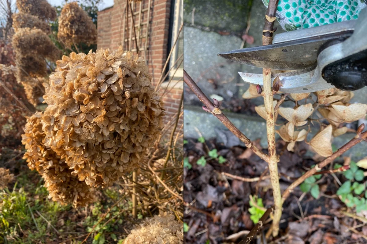 Medium shot of a panicle hydrangea with several main stems highlighted, illustrating where to shorten last year’s growth while keeping a framework.