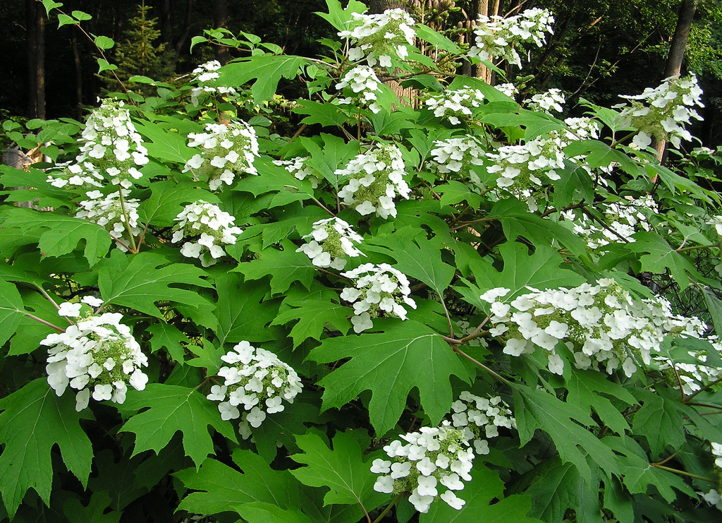 Oakleaf hydrangea growing under tall trees in bright dappled shade, with sun flecks on the large green leaves