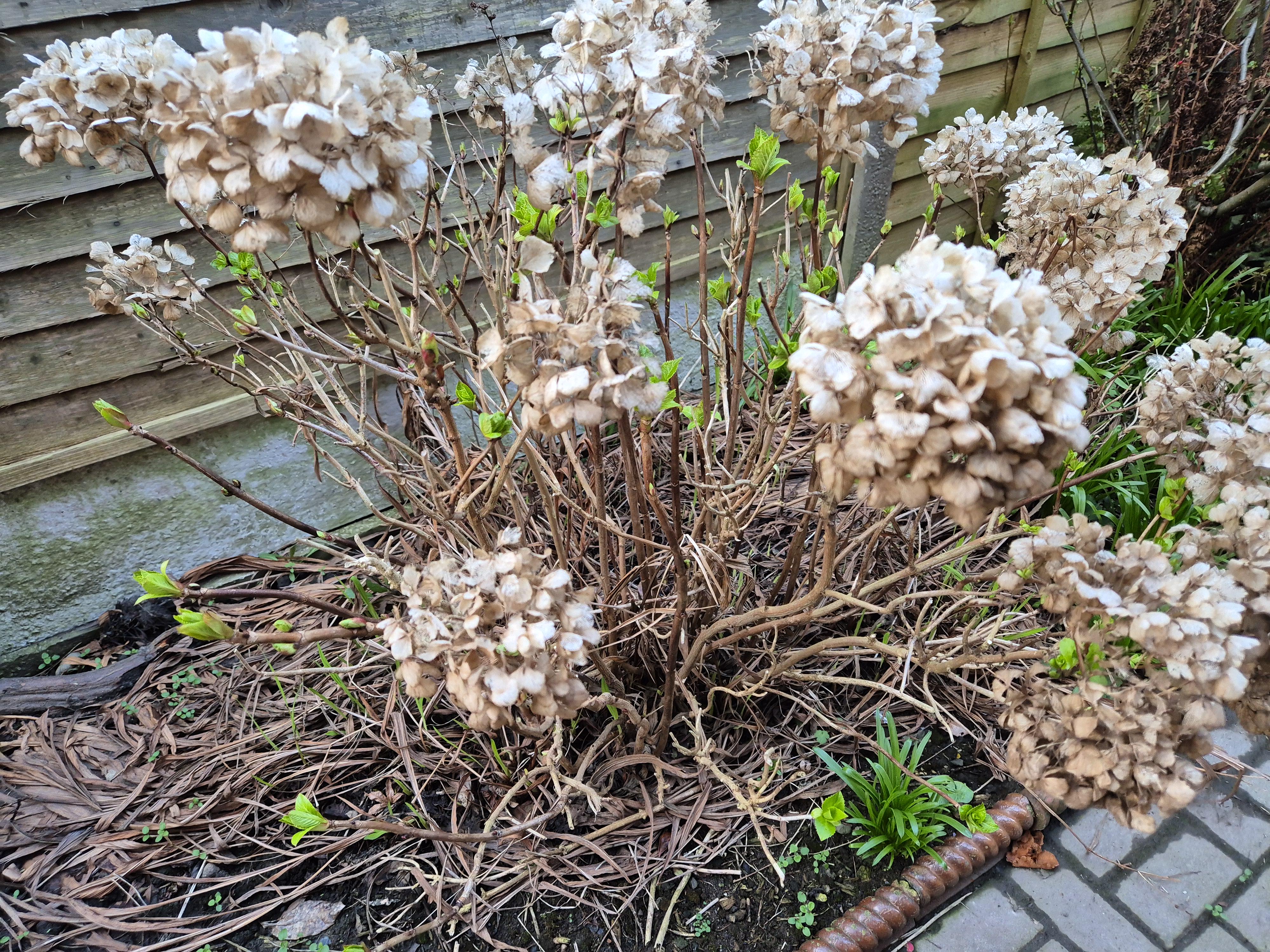 Overhead view of a hydrangea shrub with three callouts marking live buds, dead wood, and old flower heads to remove or keep.