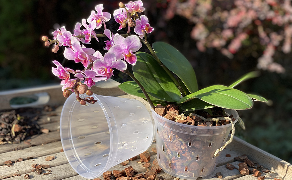 Phalaenopsis orchid in a clear pot with green and silvery roots visible against the pot
