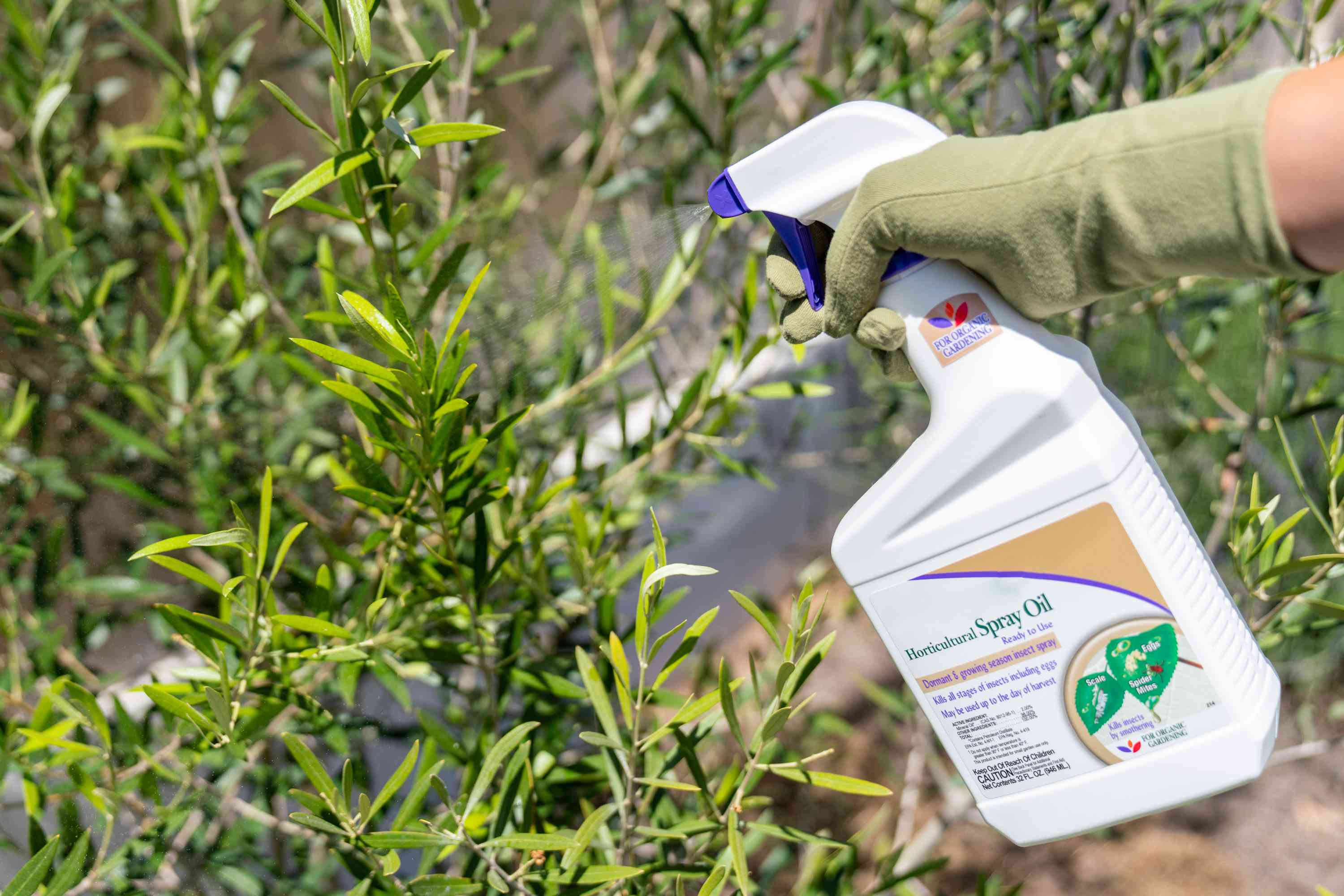 Photograph of a gardener applying horticultural oil with a handheld pump sprayer to the underside of leaves on an outdoor ornamental shrub at dusk