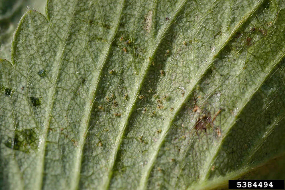 Photograph of a gardener gently lifting an outdoor plant leaf to reveal delicate spider mite webbing along the underside near the leaf stem