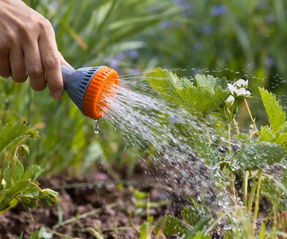 Photograph of a person using a garden hose nozzle to spray the underside of outdoor plant leaves, water droplets splashing in bright morning light