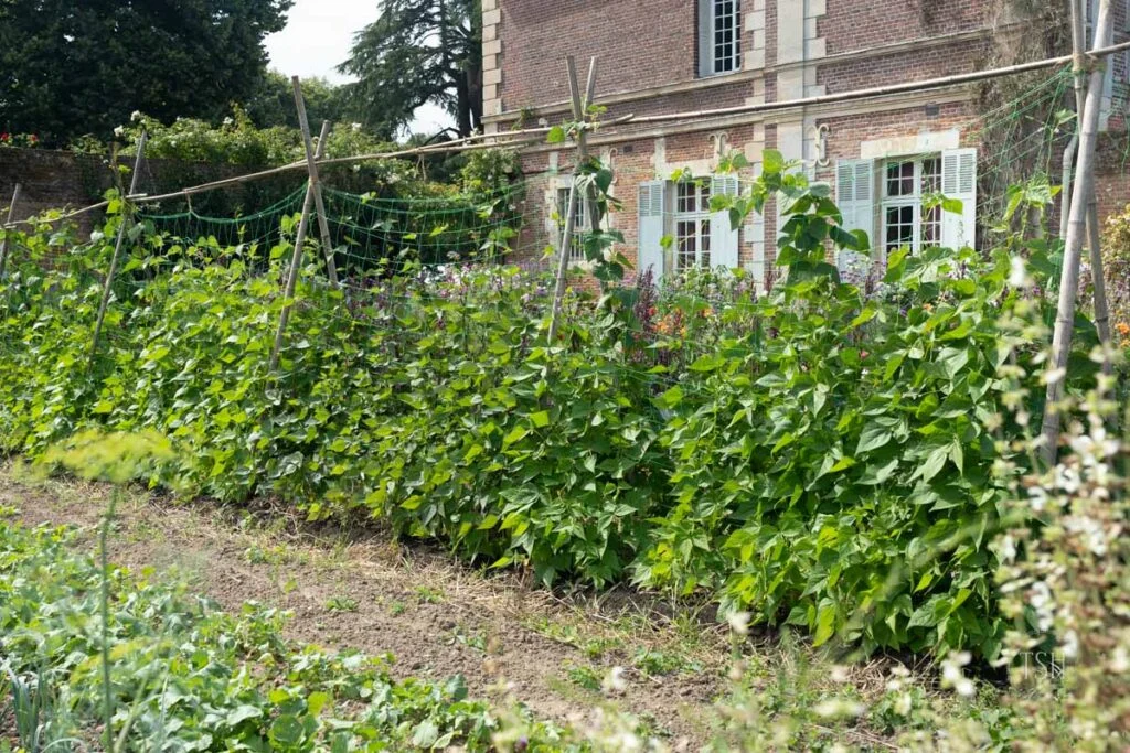 Pole bean vines climbing a tall wooden trellis in a backyard garden with morning light, real photograph