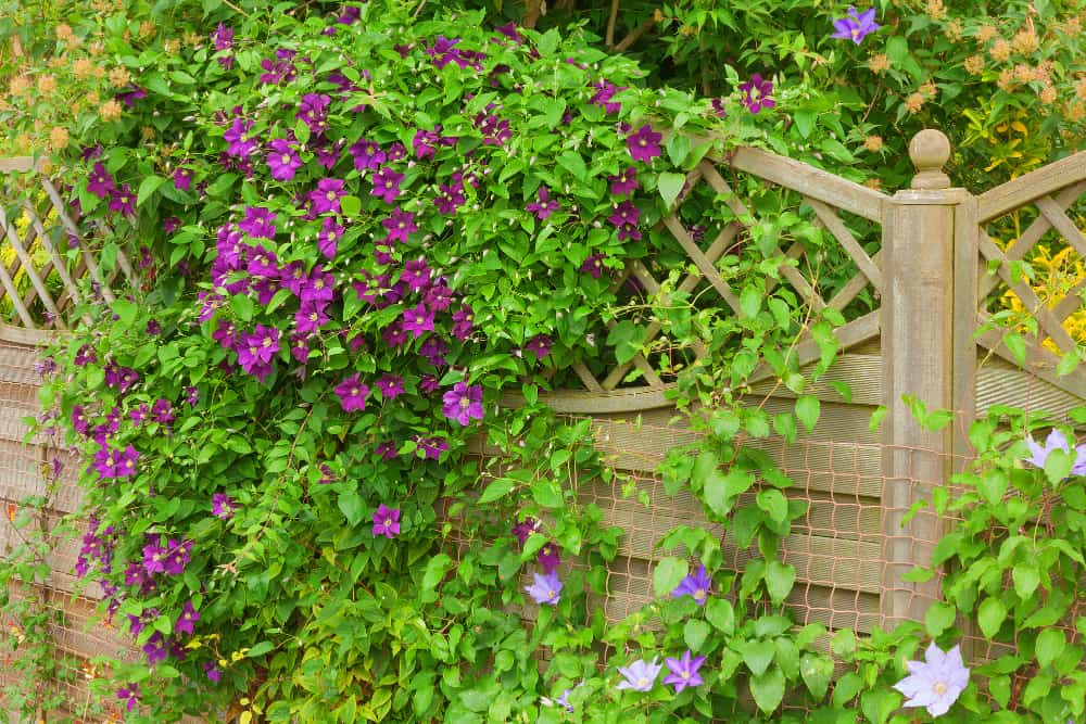 Purple clematis in full bloom climbing a wooden garden trellis on a sunny spring day