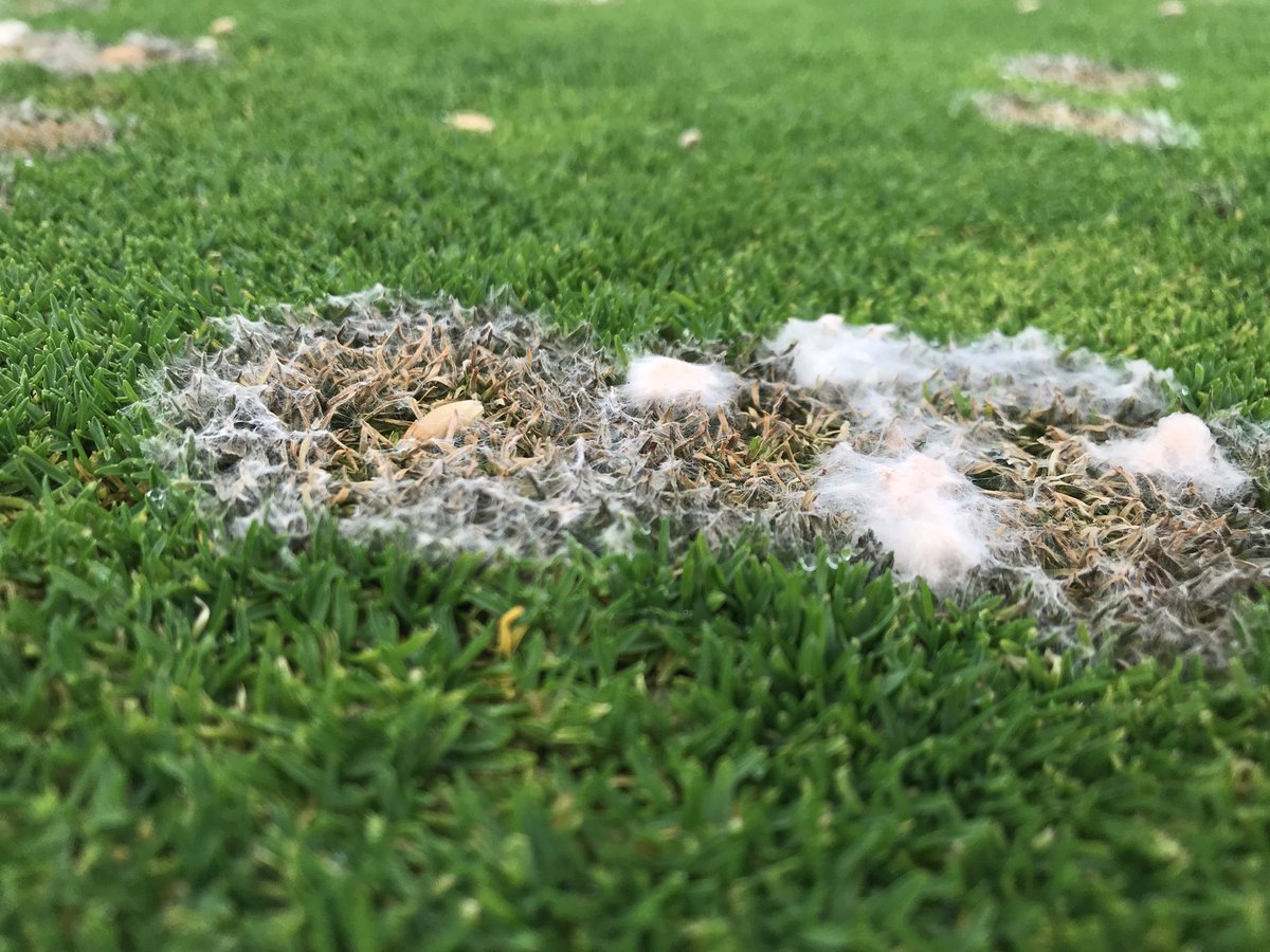 Real photograph of a lawn in early spring with pale gray matted patches of turf after snow melt