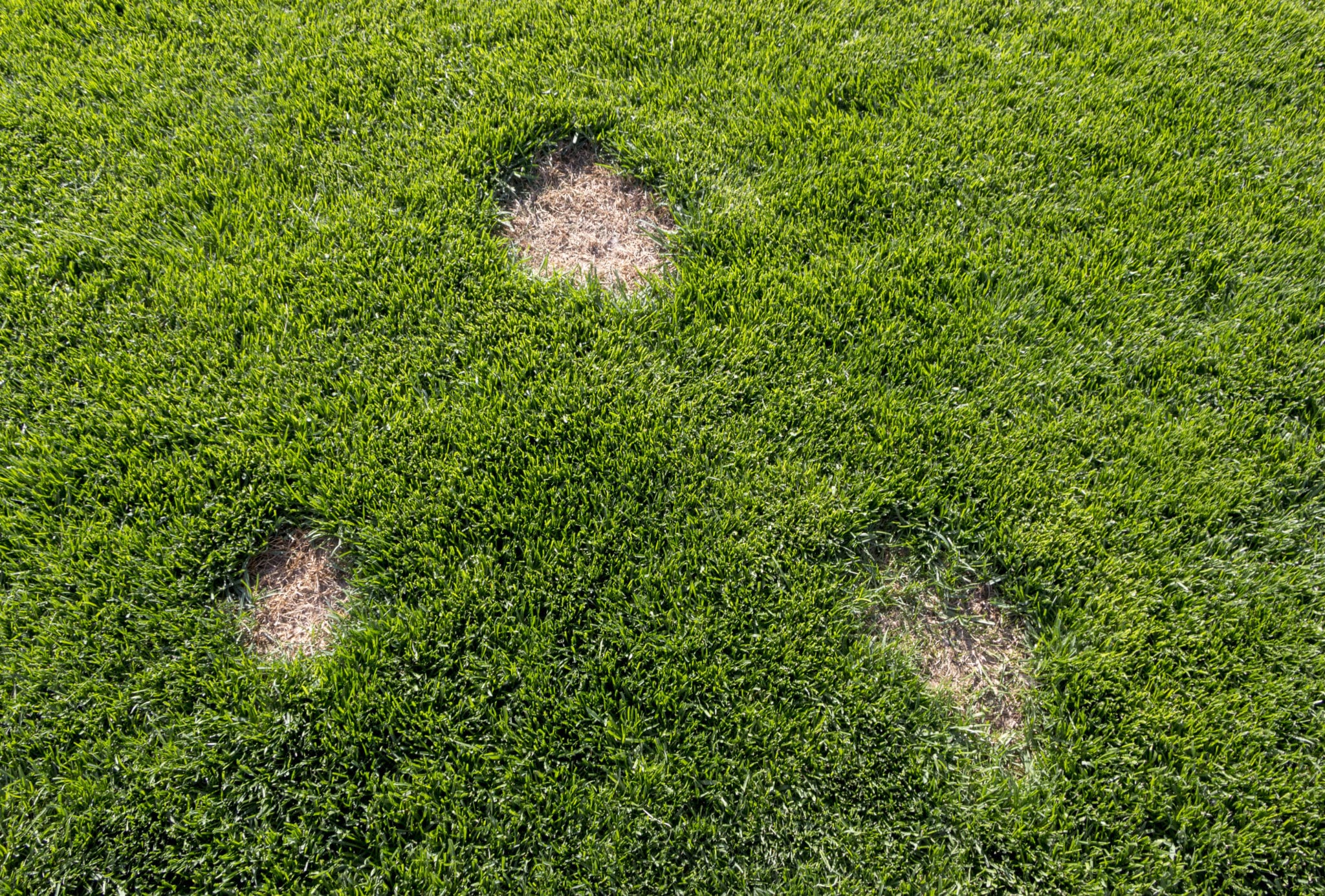 Real photograph of a lawn showing small circular brown spots with a darker green ring around the edges
