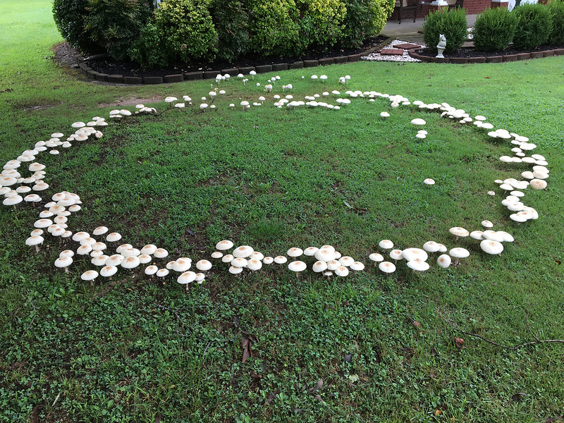 Real photograph of a lawn with a visible circular ring pattern and a line of small mushrooms growing along the ring