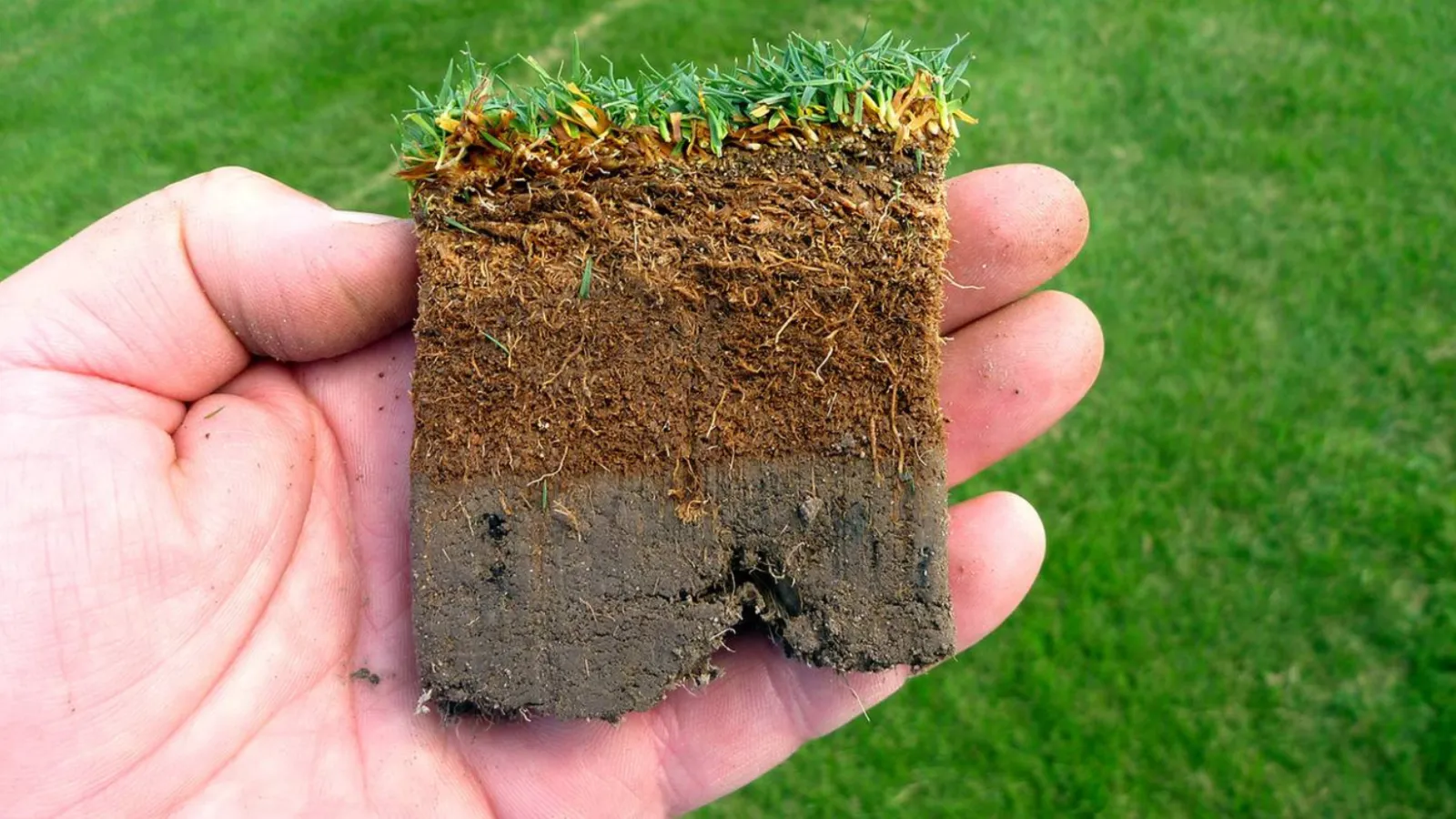 Real photograph of a lawn with the grass parted to reveal the brown thatch layer and soil surface beneath
