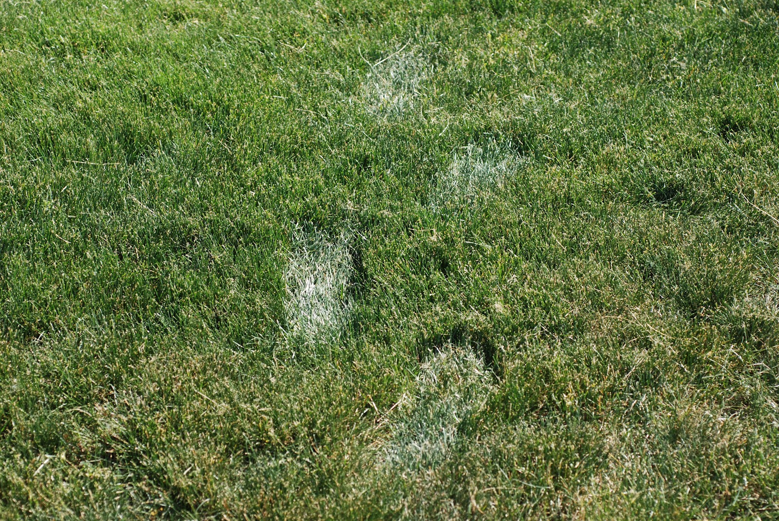 Real photograph of a lawn with visible lingering footprints and bluish-gray wilted grass blades in dry sunlight