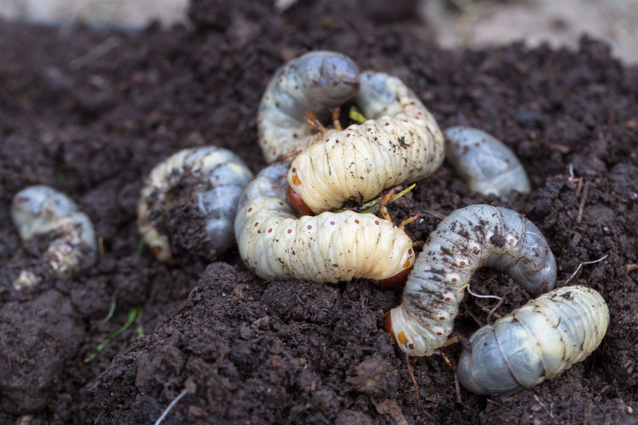 Real photograph of a small patch of lawn peeled back to reveal several white C-shaped grubs in the soil near grass roots