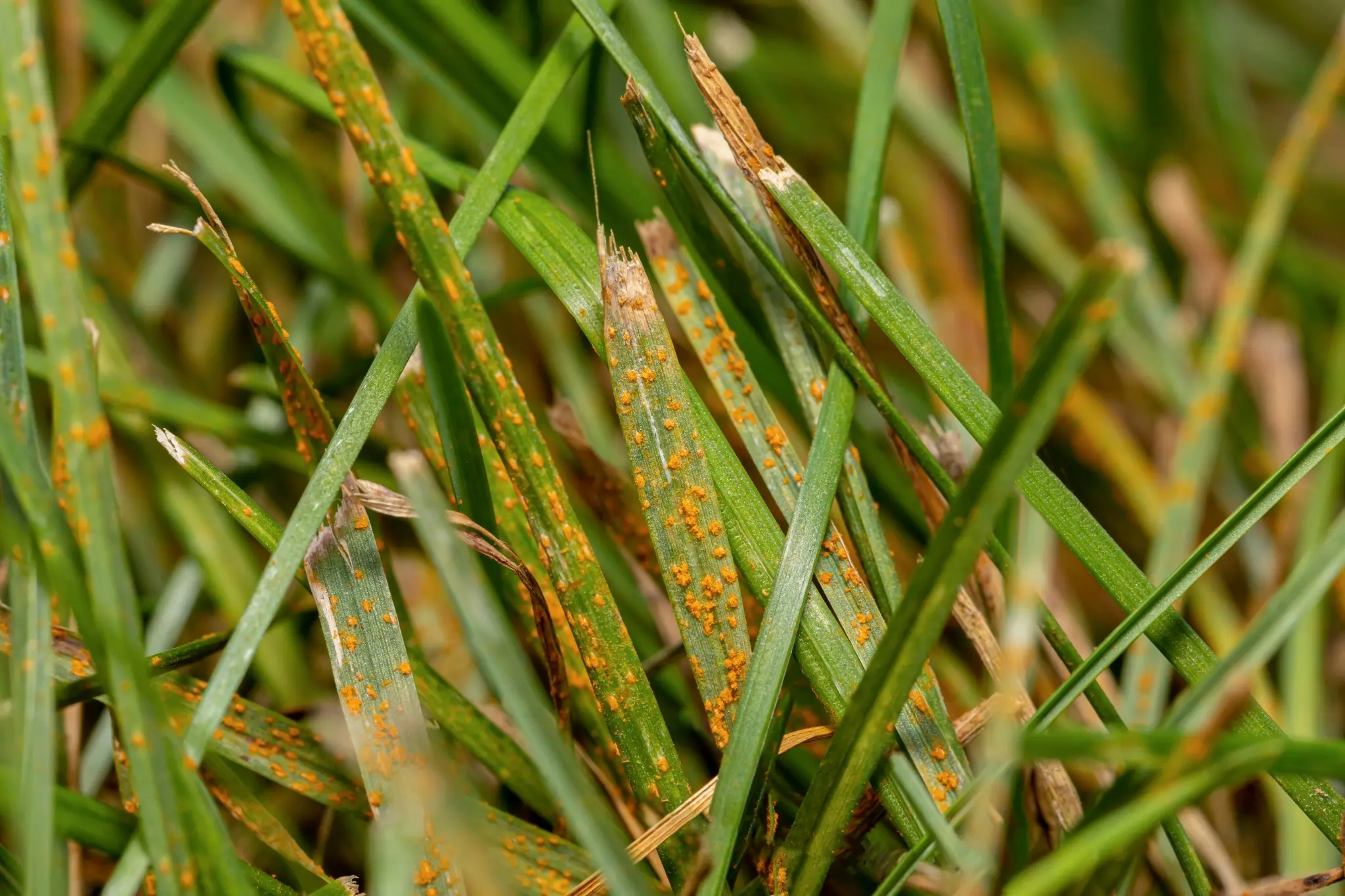 Real photograph of grass blades with visible orange powdery spores along the leaf surfaces