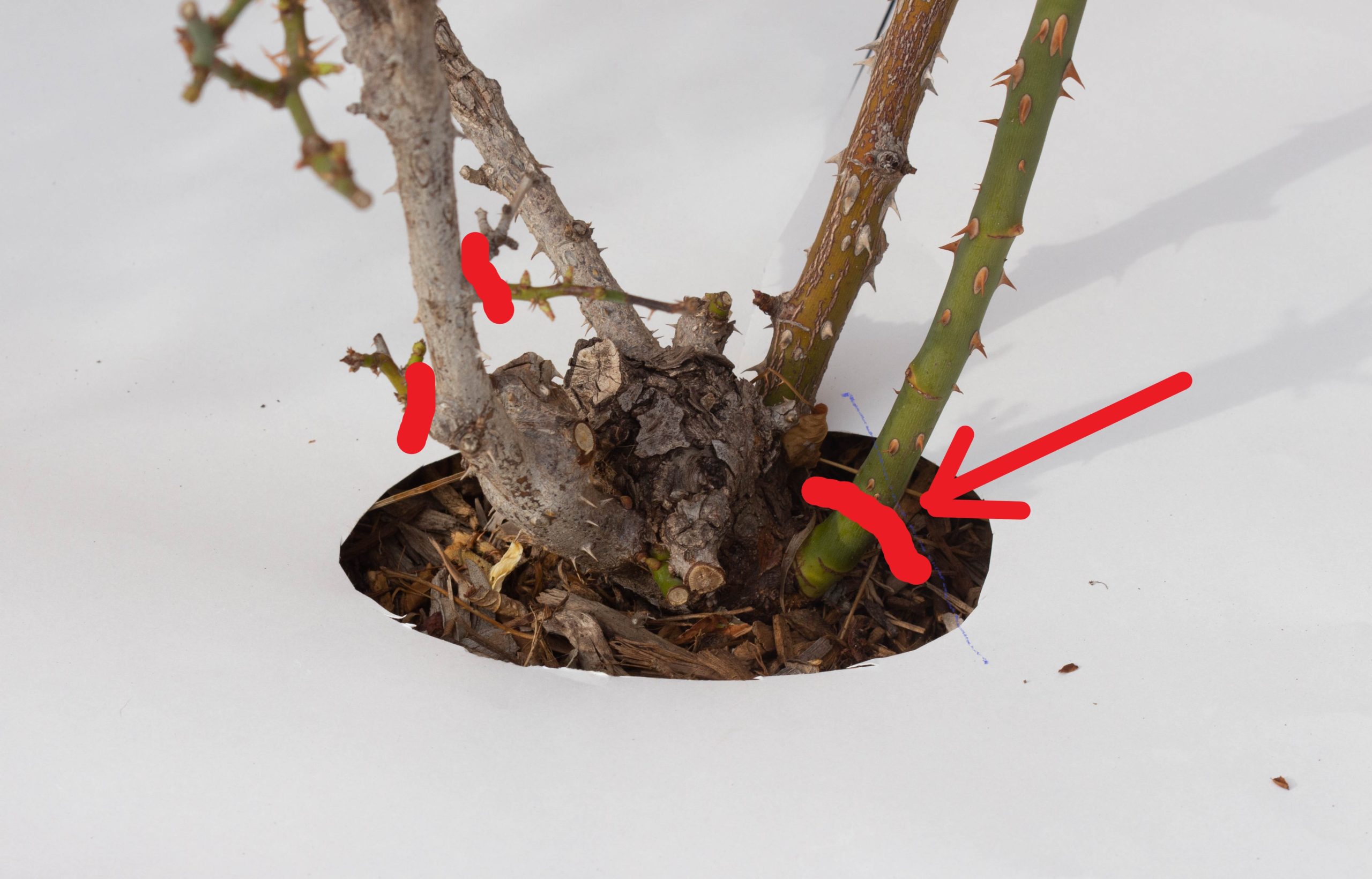 Rose bush with two canes rubbing or crossing, with the cane to remove highlighted and the remaining structure opening the center.