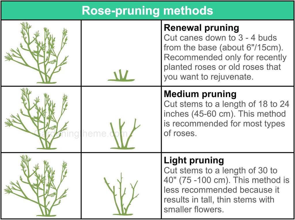 Season timeline graphic indicating pruning after bloom, with arrows showing removal of spent flowering shoots and preservation of next year’s buds.