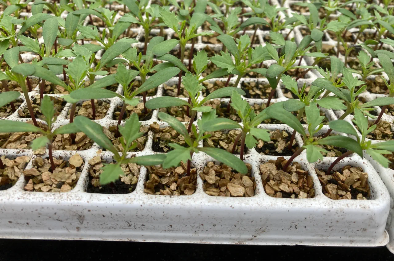 Seed-starting setup showing cell tray with sprouted asparagus seedlings under light, labels for date, and a clear view of true leaves forming.