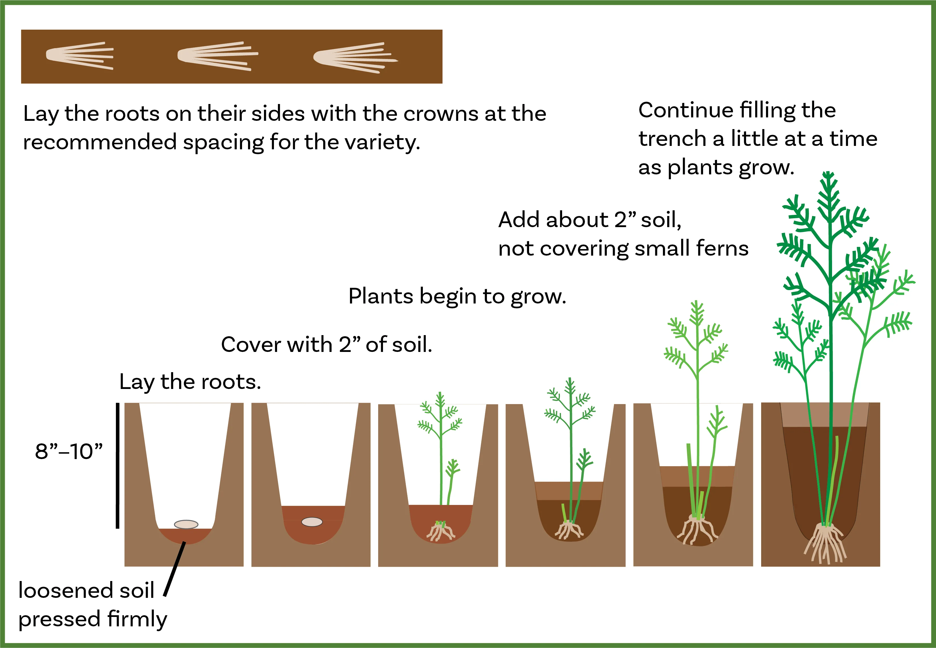 Sequence-style image showing crown positioned on a mound, roots spread evenly, then soil added in stages until trench is filled level.