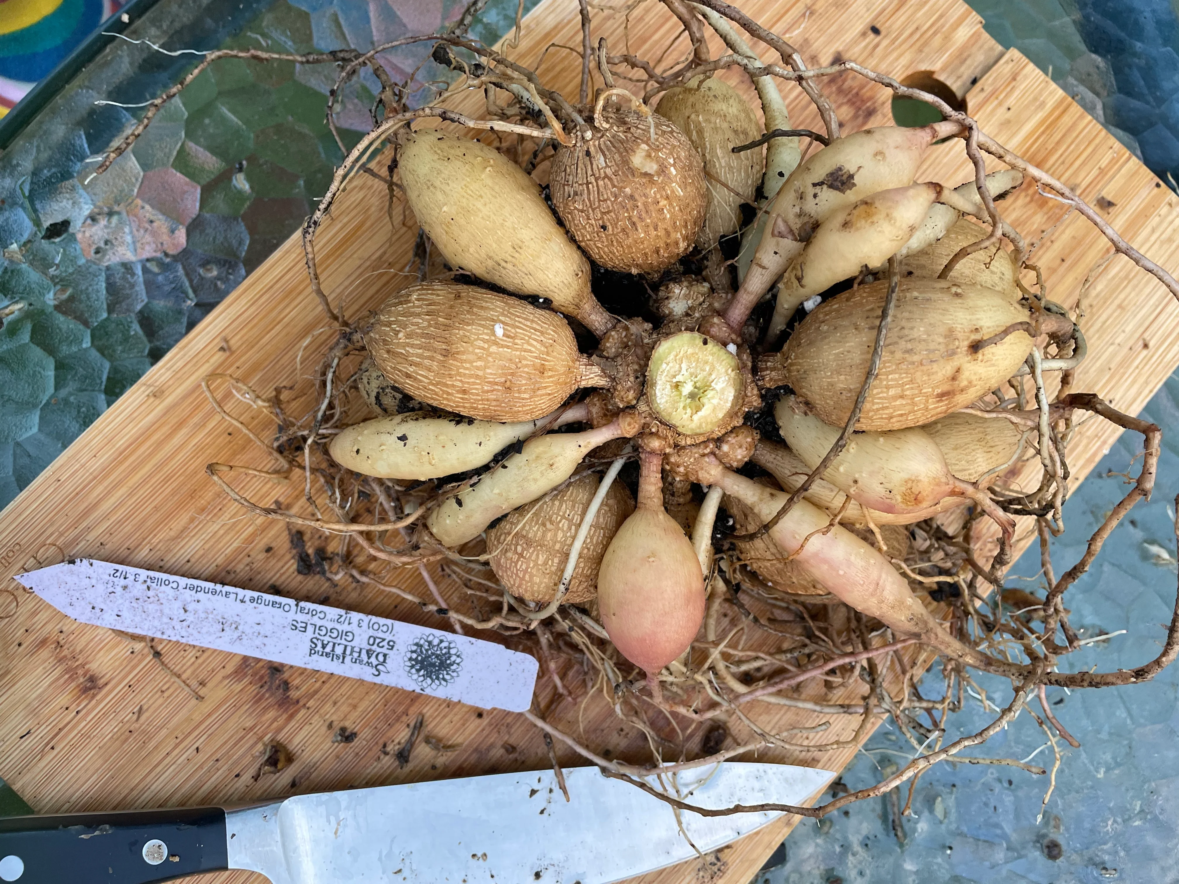 Several cured dahlia tuber clumps on a workbench, each tied with a plastic plant tag labeled in permanent marker, indoor workshop lighting