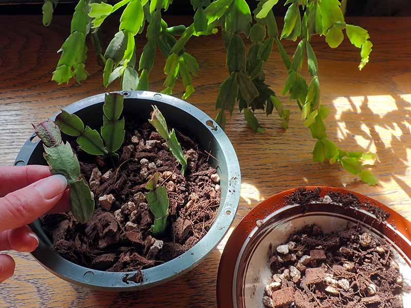 Several holiday cactus cuttings standing upright in a small terracotta pot filled with gritty potting mix on a bright indoor windowsill