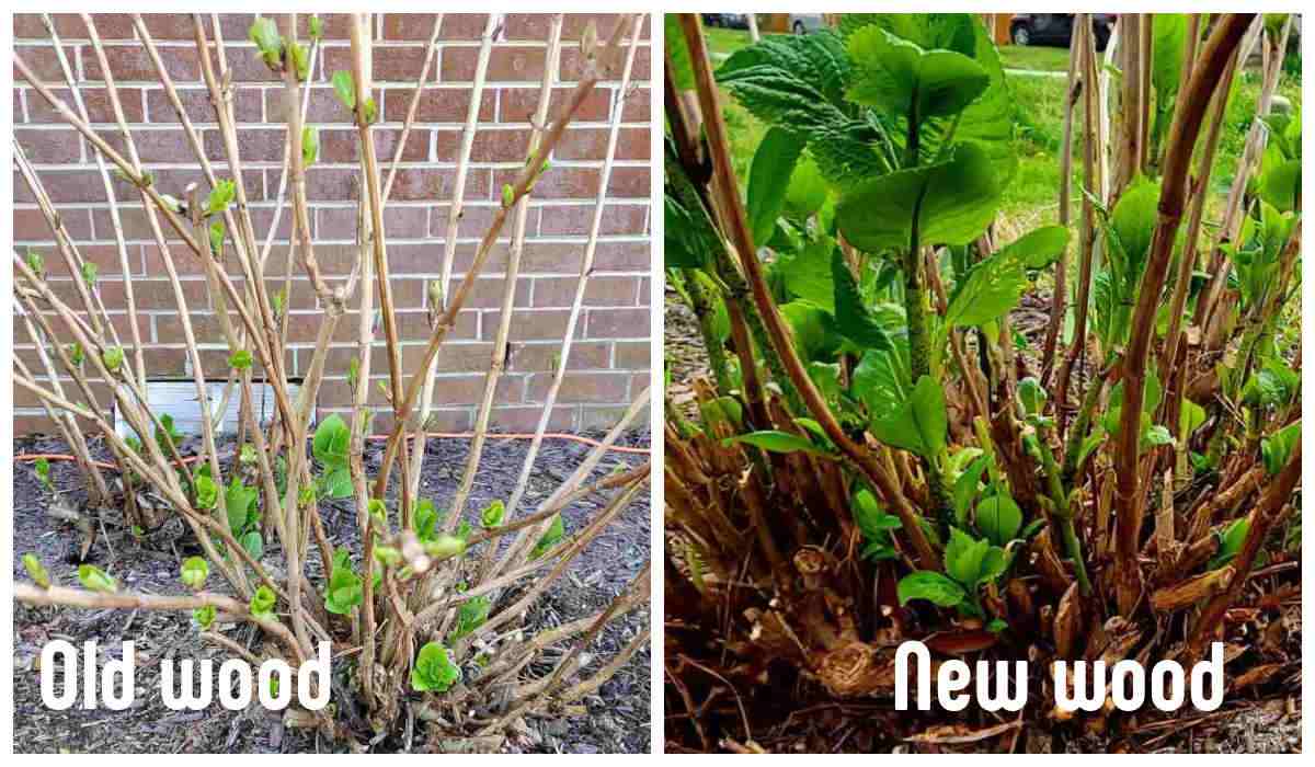Side-by-side close-up of two hydrangea stems labeled old wood and new wood, highlighting bud placement and stem color differences.