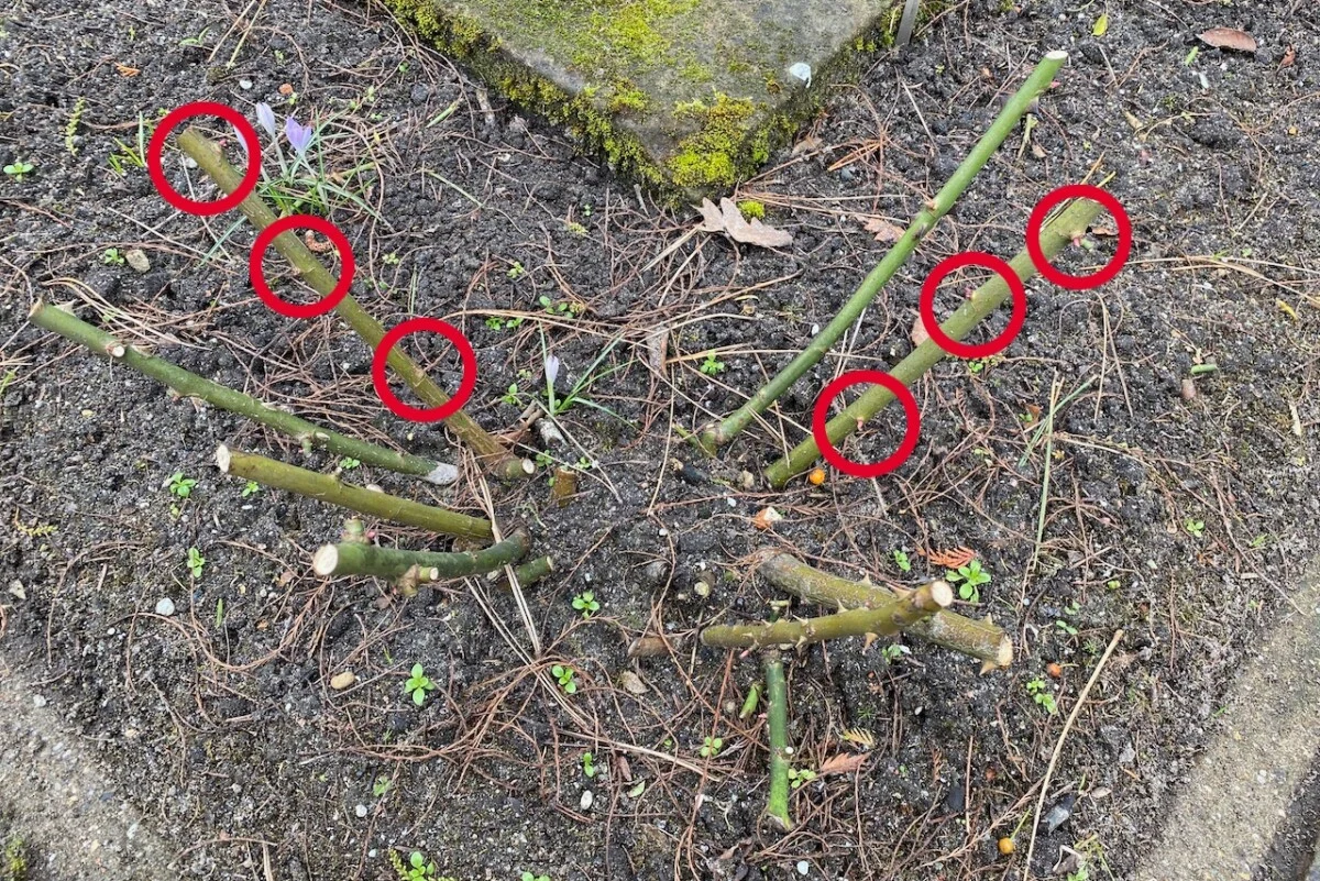 Side-by-side comparison of a hybrid tea rose before and after pruning, with remaining canes shortened and a target height marked.