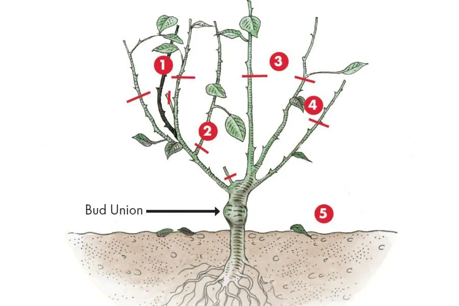 Simple labeled diagram showing five quick pruning steps: remove dead wood, cut crossing canes, open center, cut to outward bud, shorten canes.