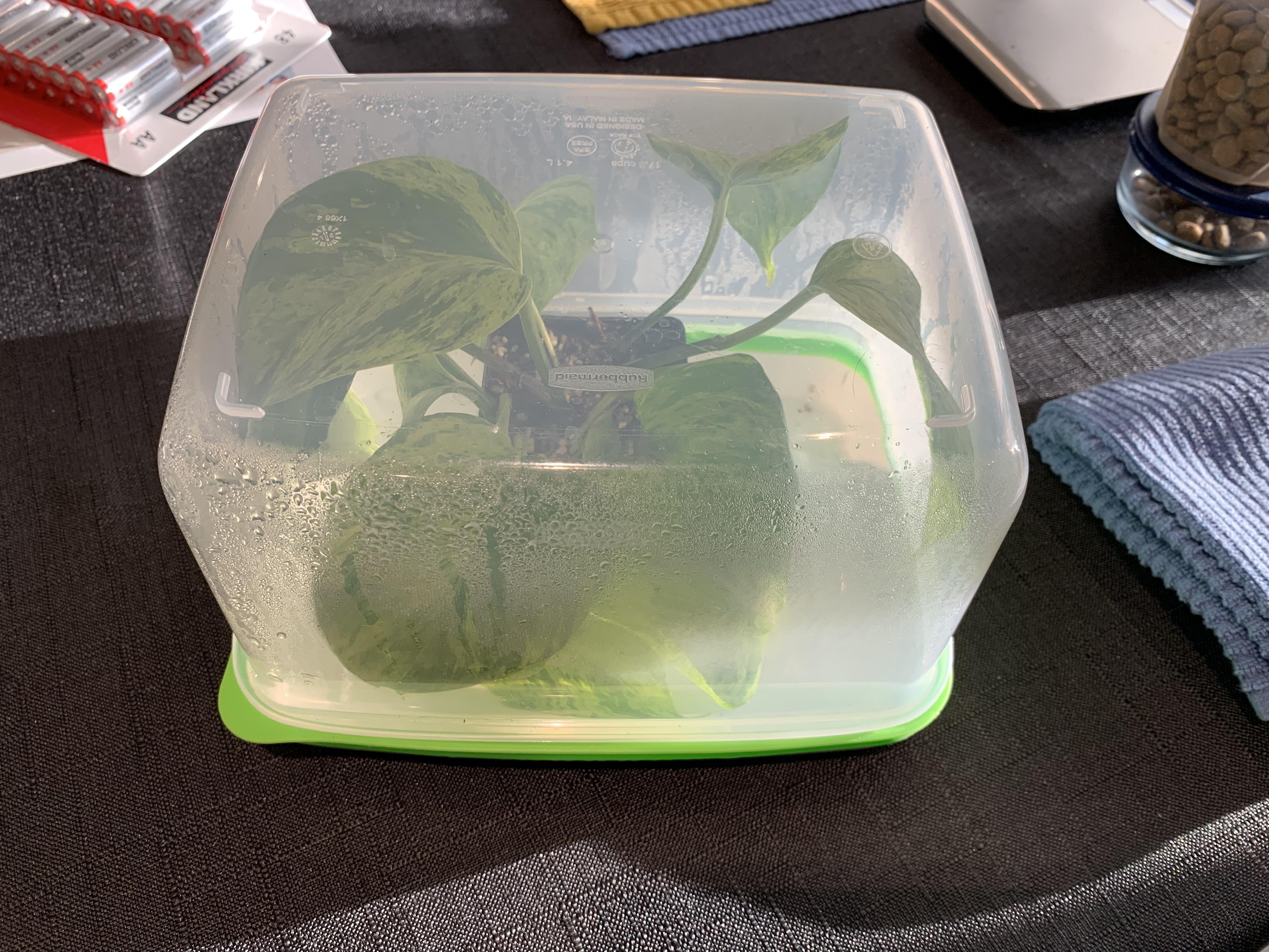 Small nursery pots of cuttings under a clear humidity dome on a bright indoor shelf