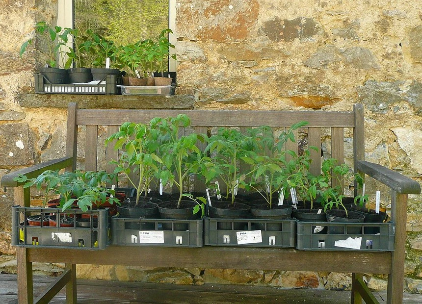 Small tomato seedlings in nursery pots sitting outdoors in partial shade while hardening off