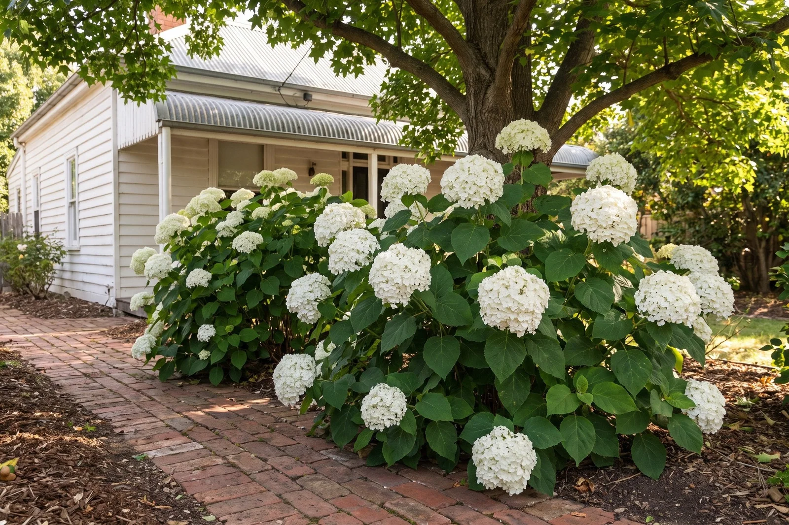 Smooth hydrangea foliage and flower buds growing under tall trees with dappled sunlight filtering through