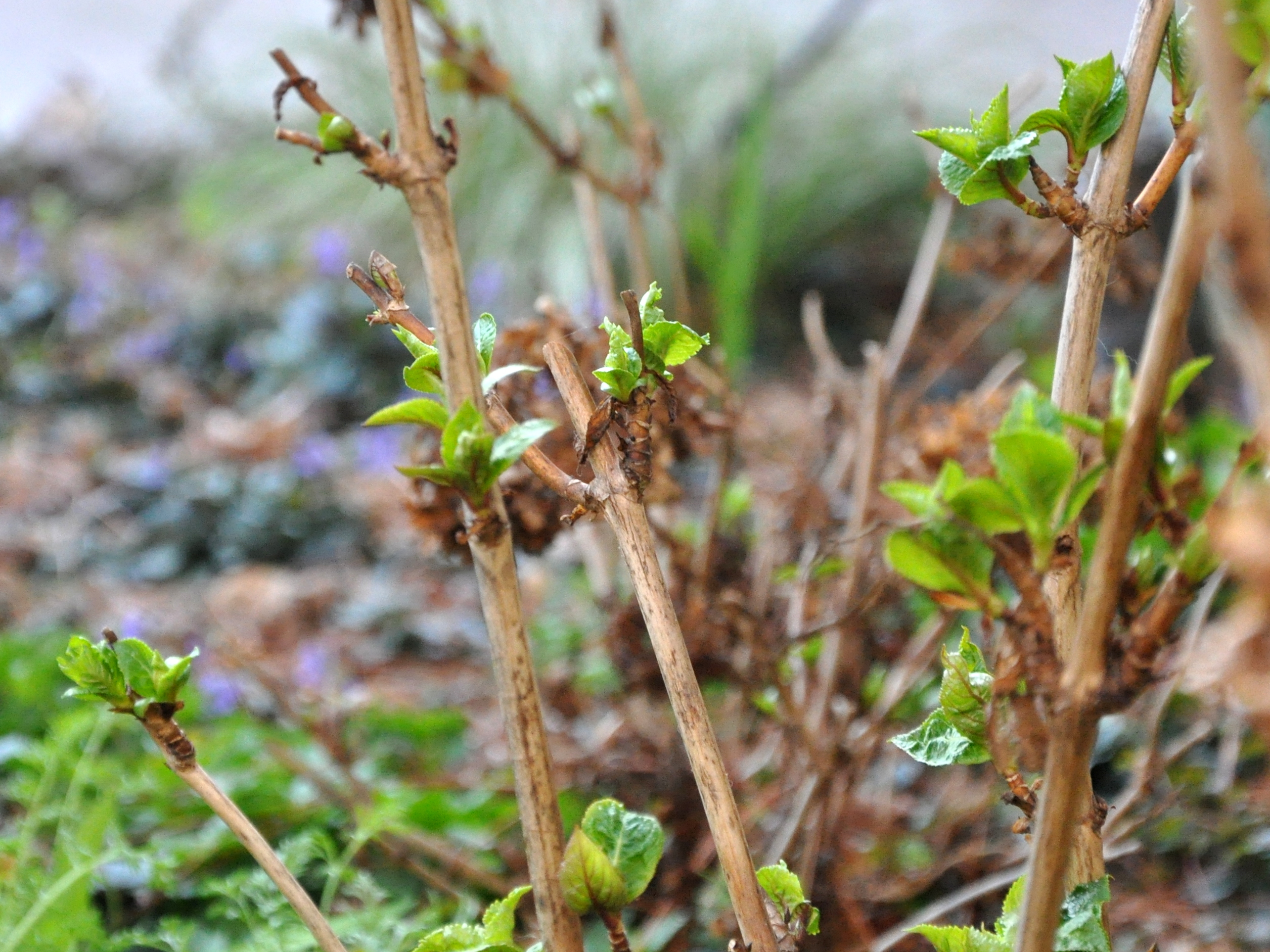 Springtime hydrangea canes emerging from the base with fresh green growth, showing where buds form on new shoots.