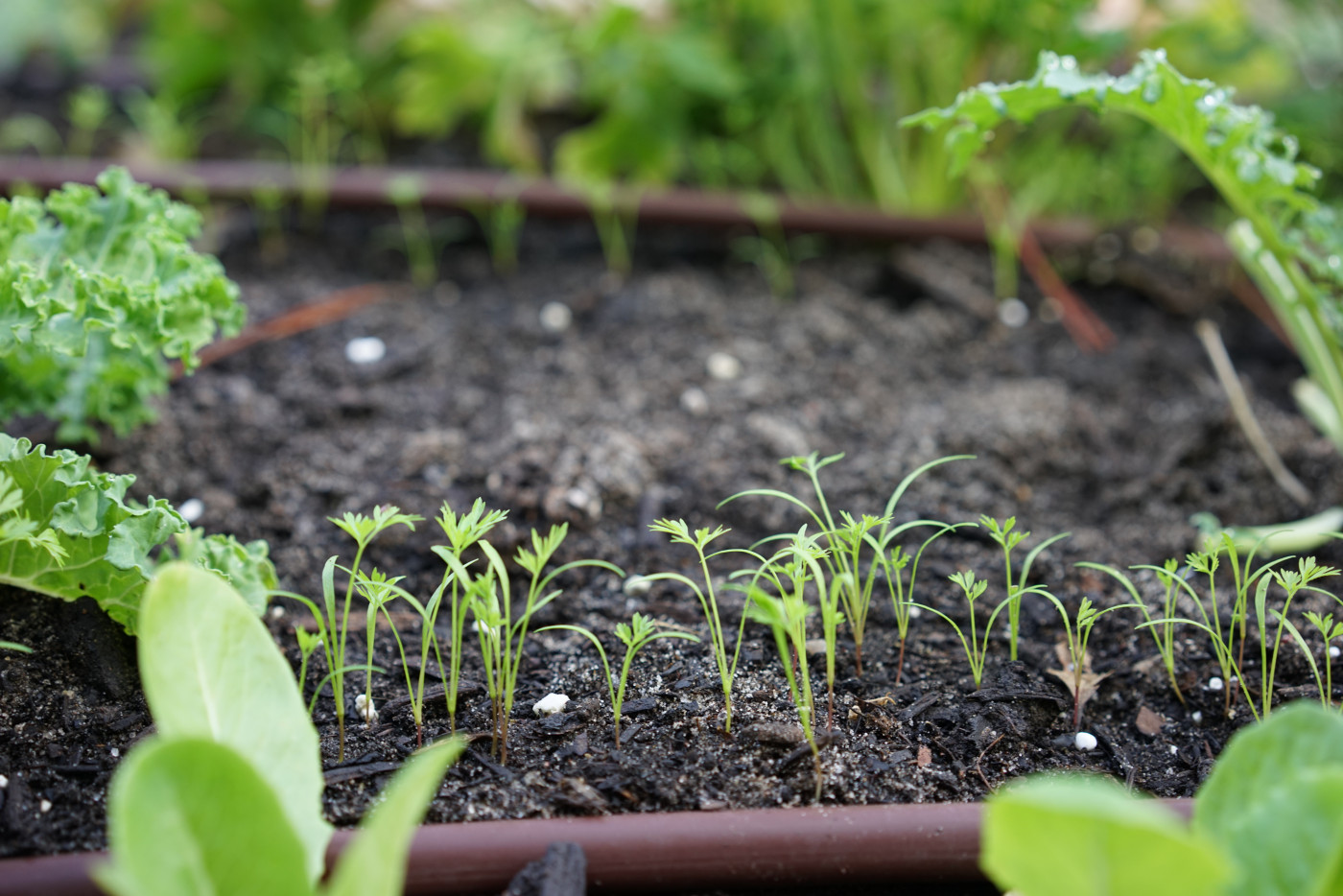 Tiny carrot seedlings emerging in a neat row in moist soil with a few seed coats visible, real photo style