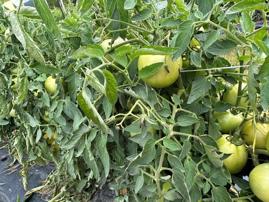 Tomato plant in a garden bed under intense summer sunlight with green fruit and slightly curled leaves from heat stress