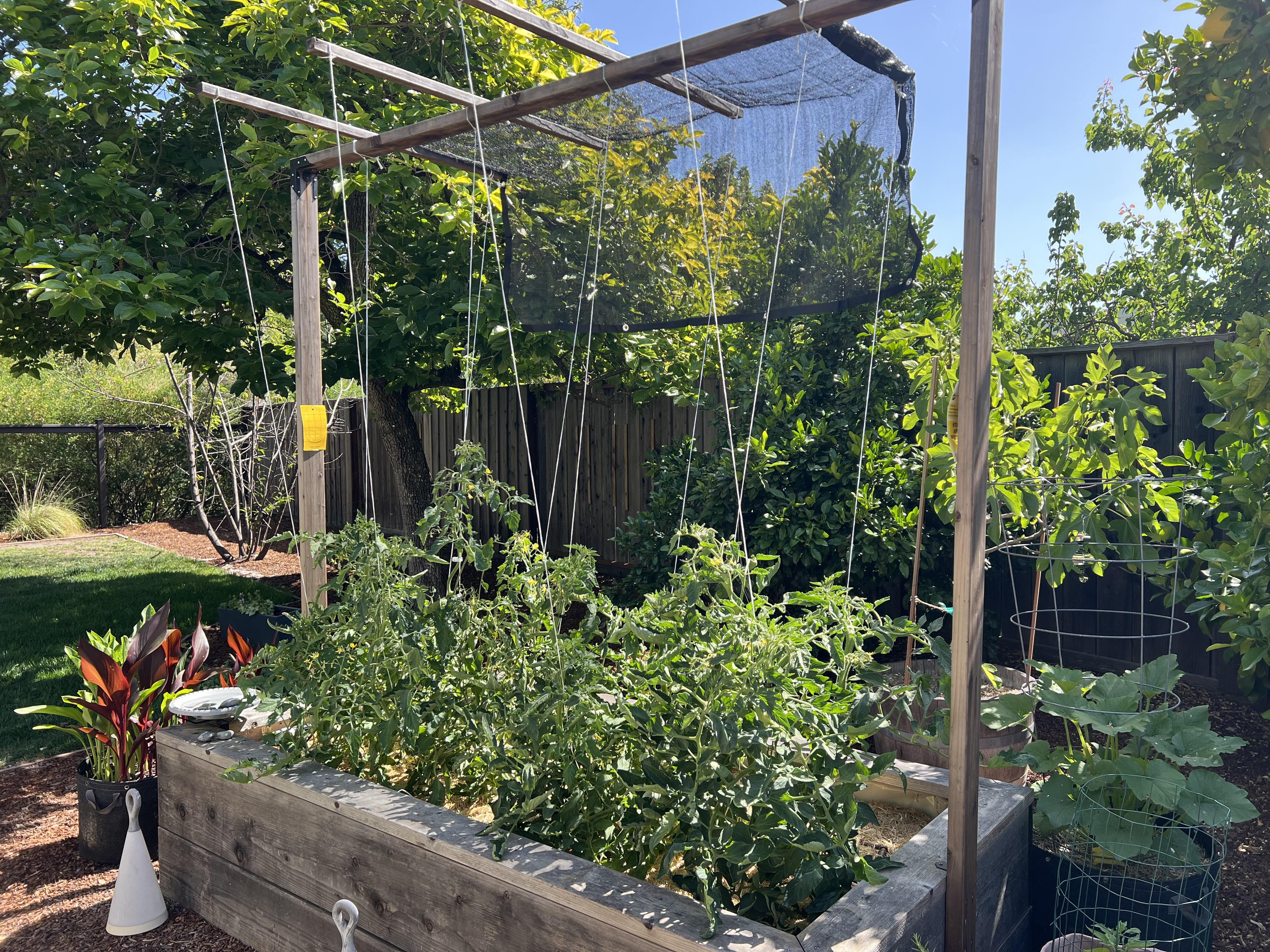 Tomato plants growing in a backyard garden bed with shade cloth stretched above them to reduce intense afternoon sun